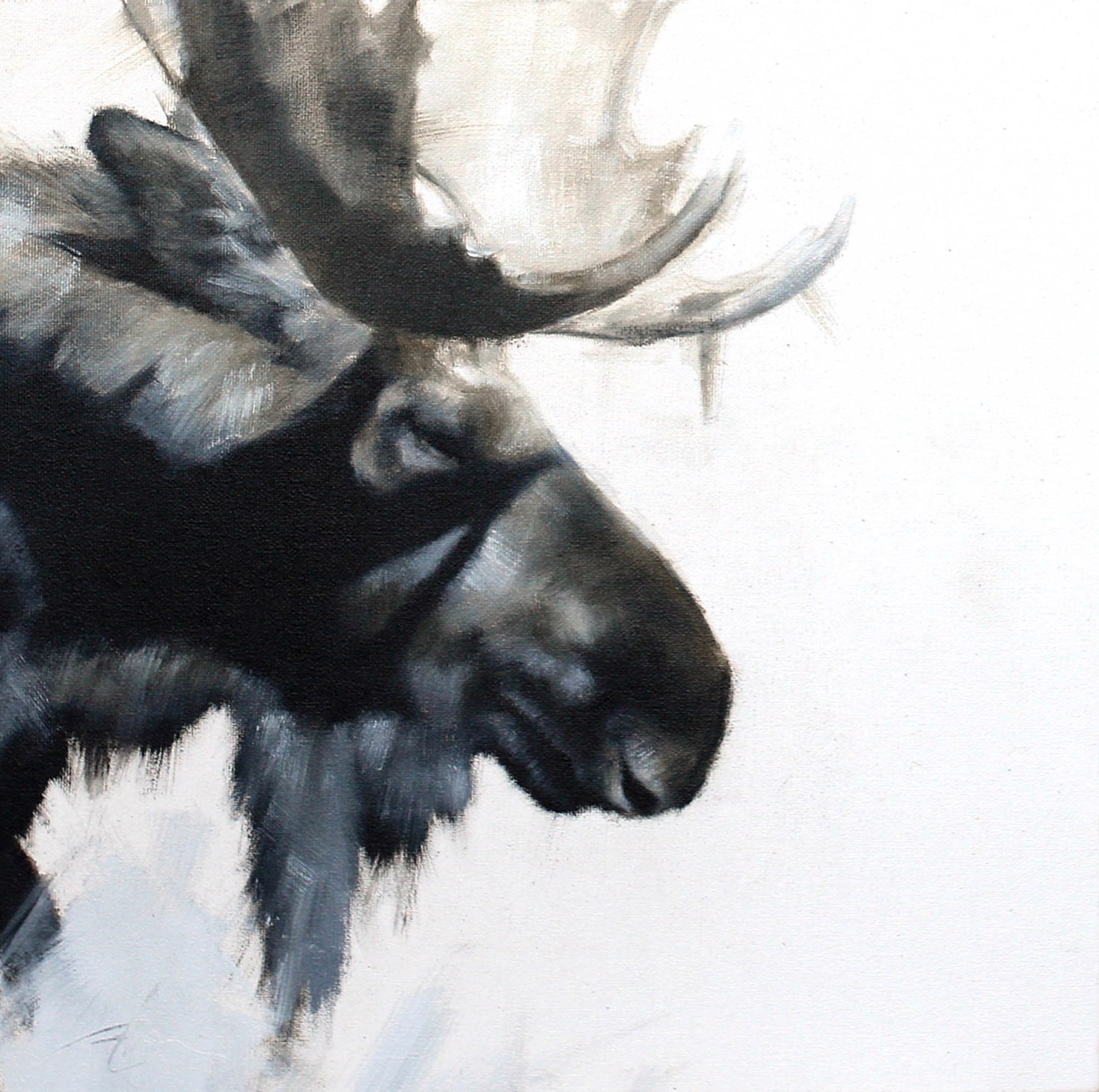 Moose Profile Study by Doyle Hostetler