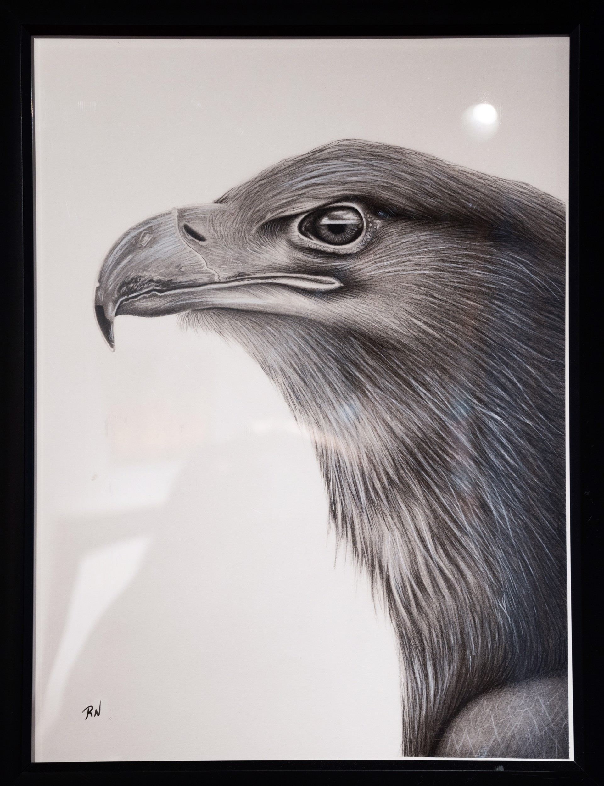 Eagle by Ricardo Nassif