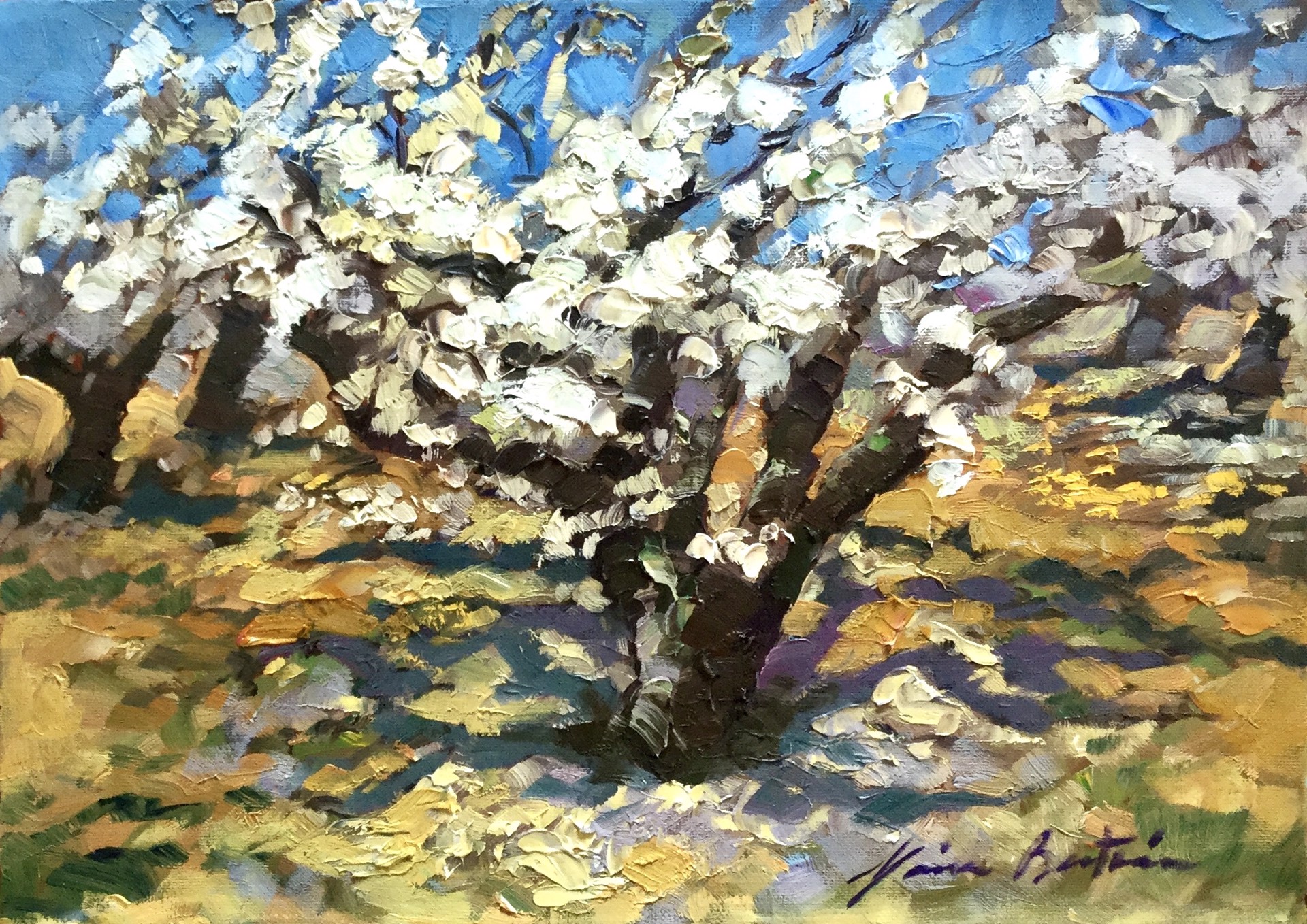 Old Cherry Tree In Bloom by Maria Bertrán