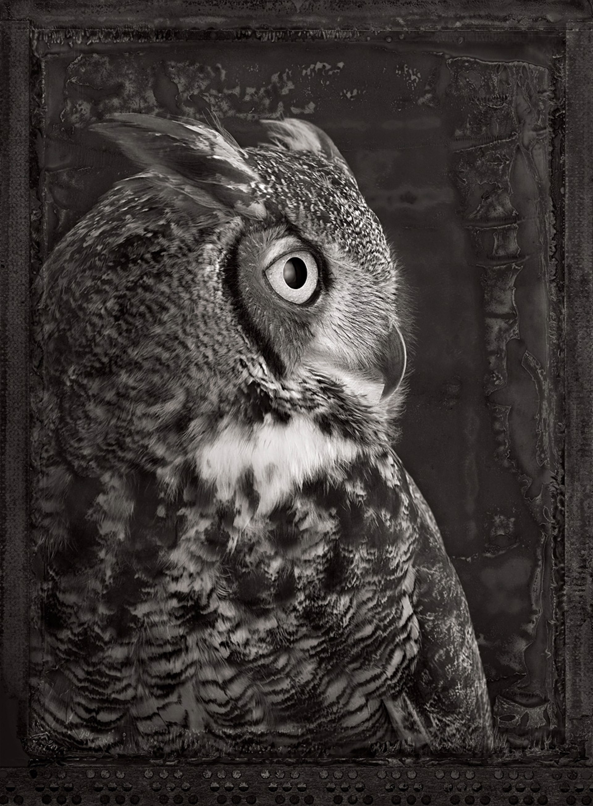 Artifact XX, Great Horned Owl by Brad Wilson
