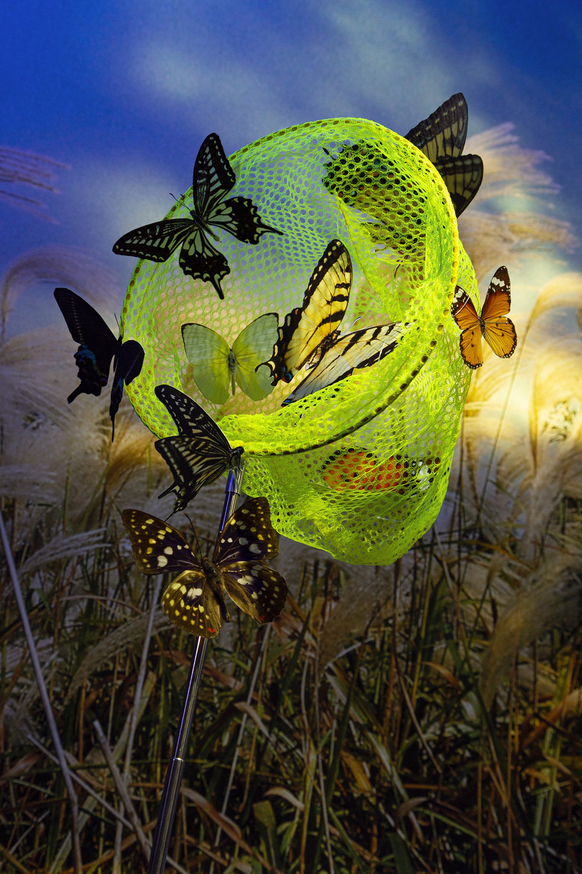Train My Butterflies by Xiwen Zhu
