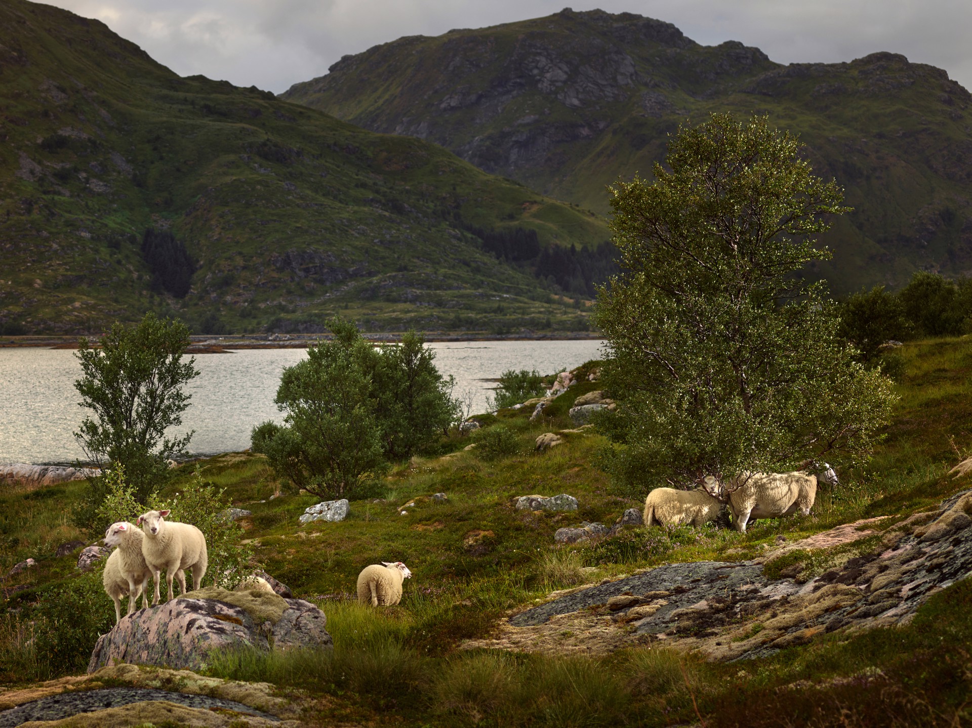 Pastoral Study with Sheep, Valberg, Norway by R. J. Kern