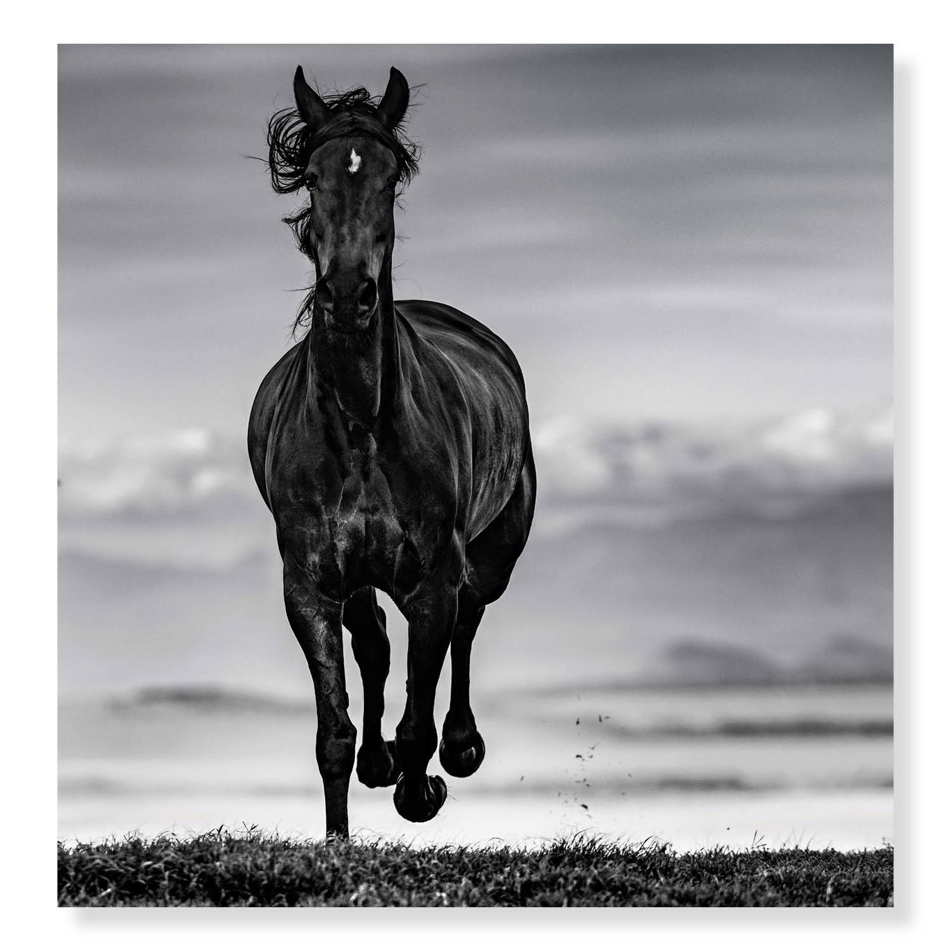Black Beauty by David Yarrow