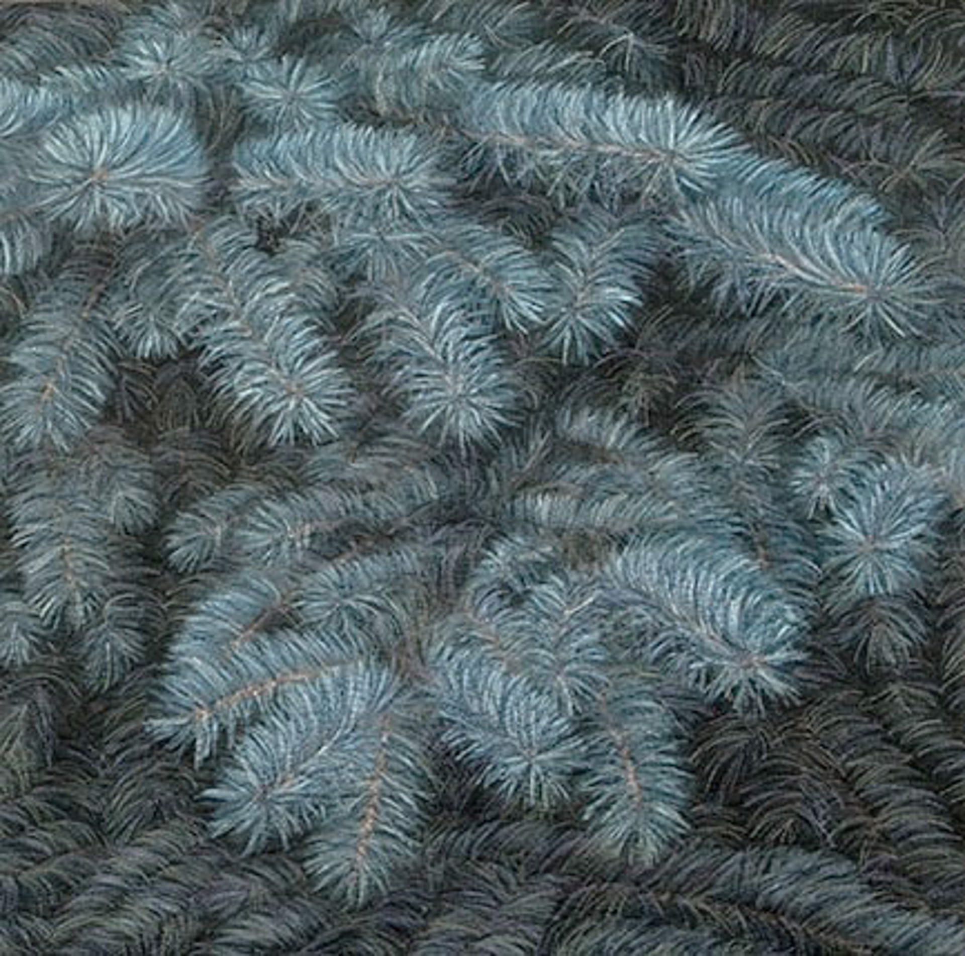 Blue Spruce Bough 2 by Martha Cole