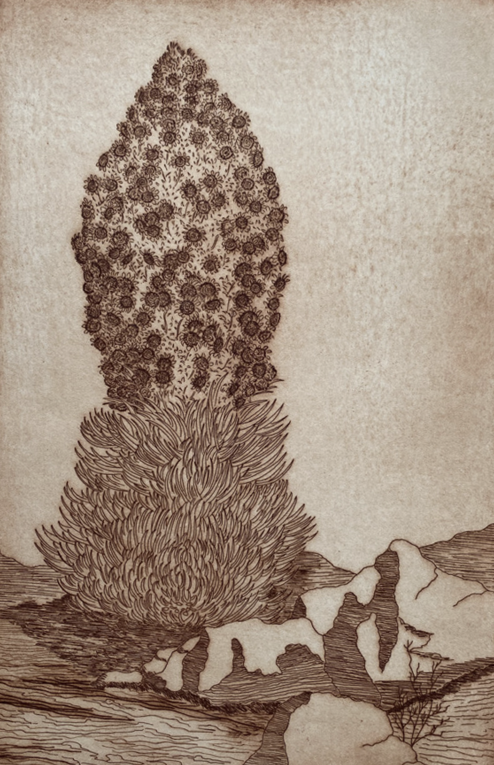 Silversword by Shirley Hasenyager