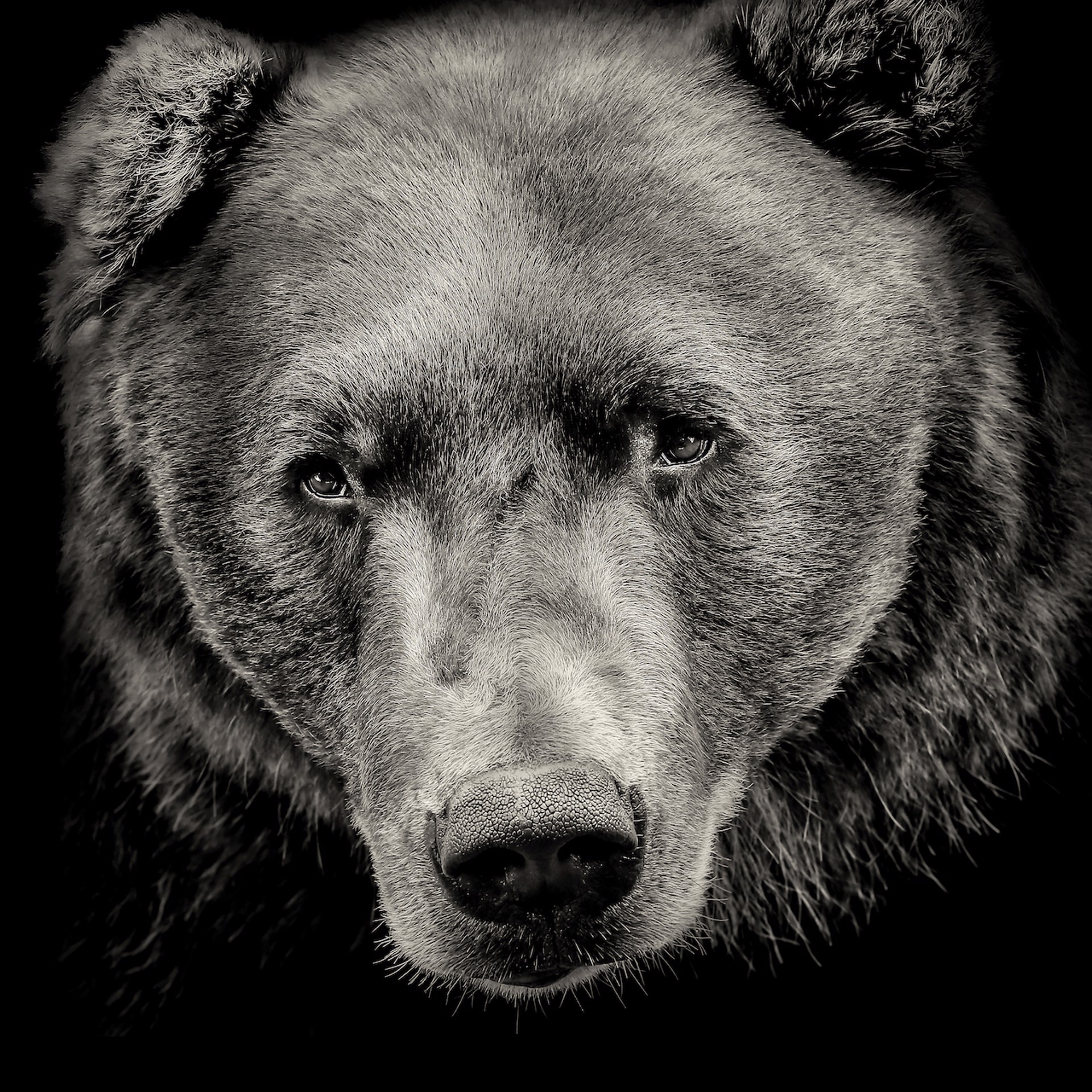 Portrait of a Grizzly Bear by Lauren Chambers