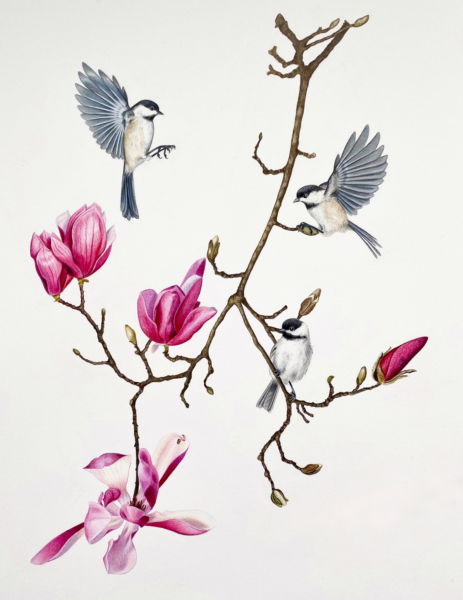 Tulip Tree Branch with Chickadees by Hannah Hanlon