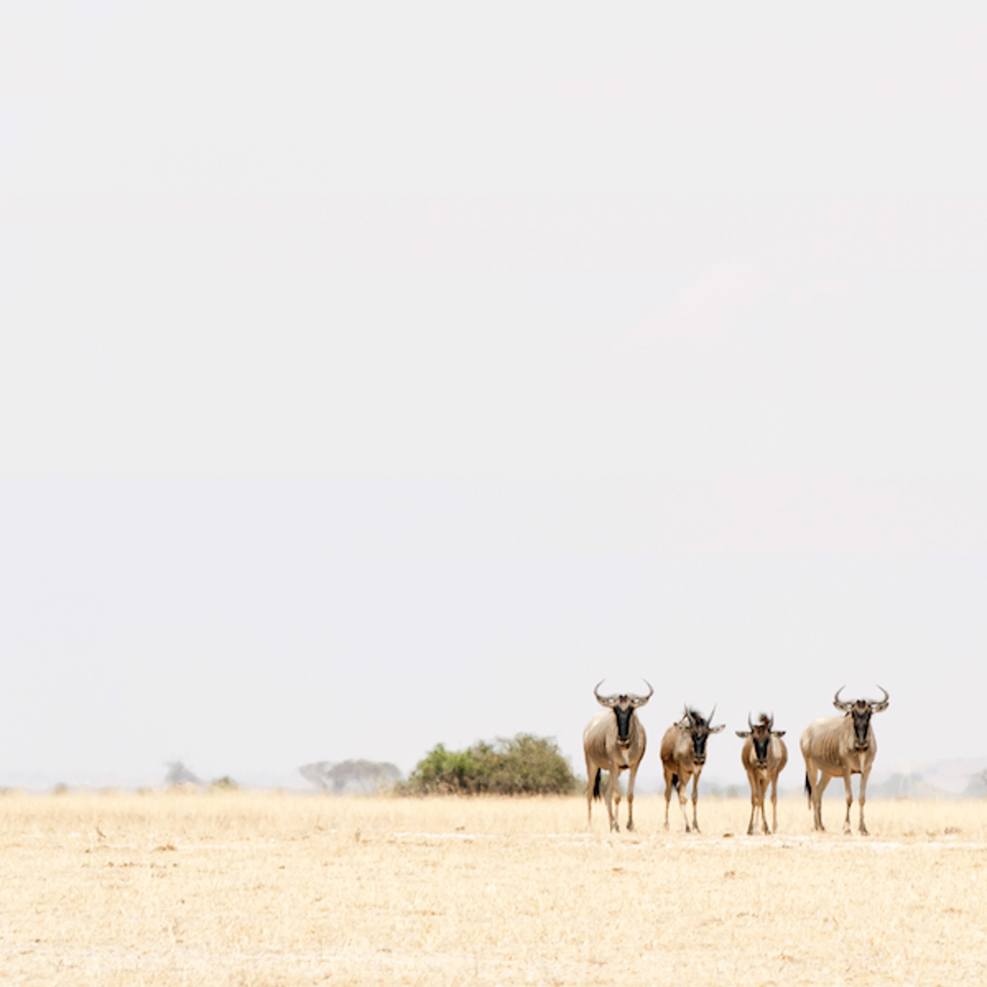 Four Wildebeest by Tess Atkinson