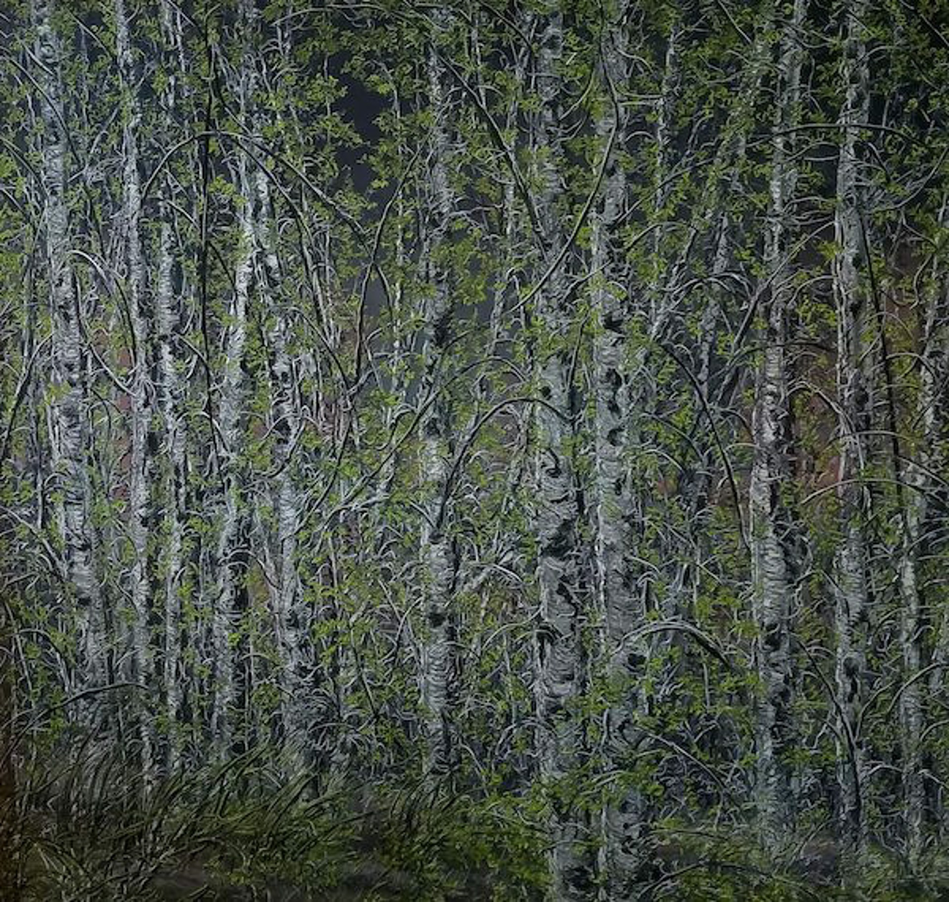 Birch, Spring by Ellen Wagener
