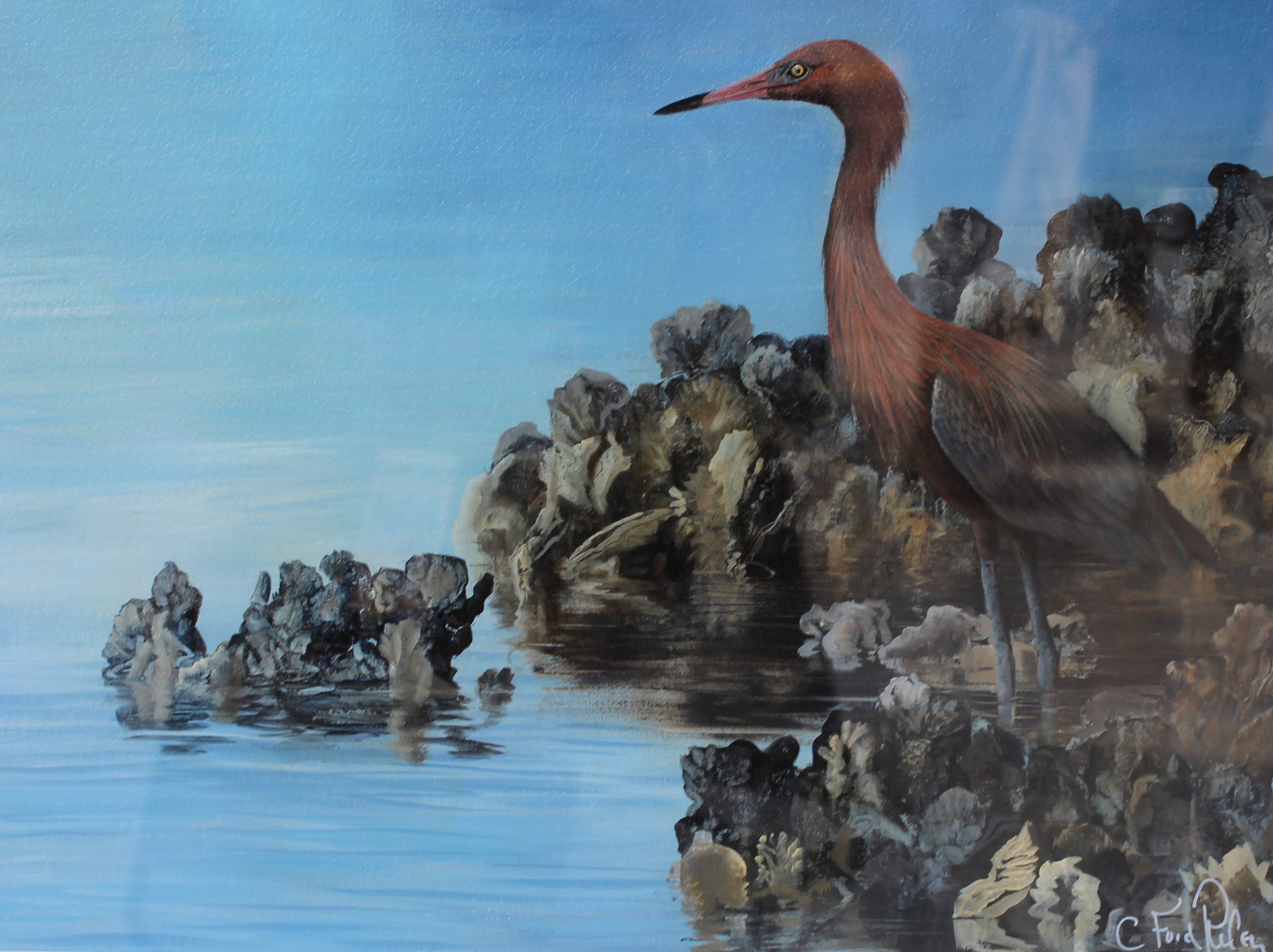 Reddish Egret by C. Ford Riley