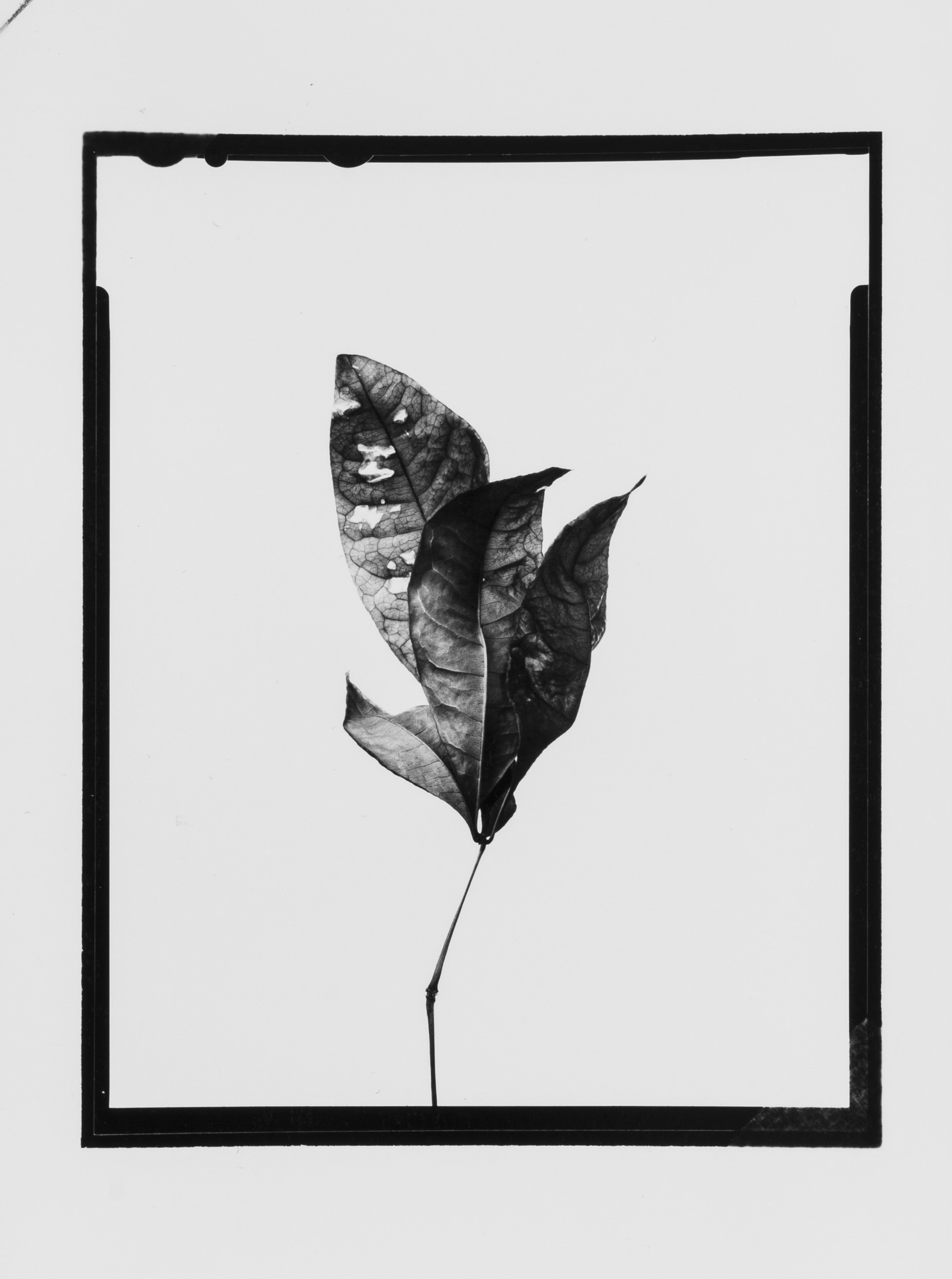 Leaf #7 A framed by Eli Warren