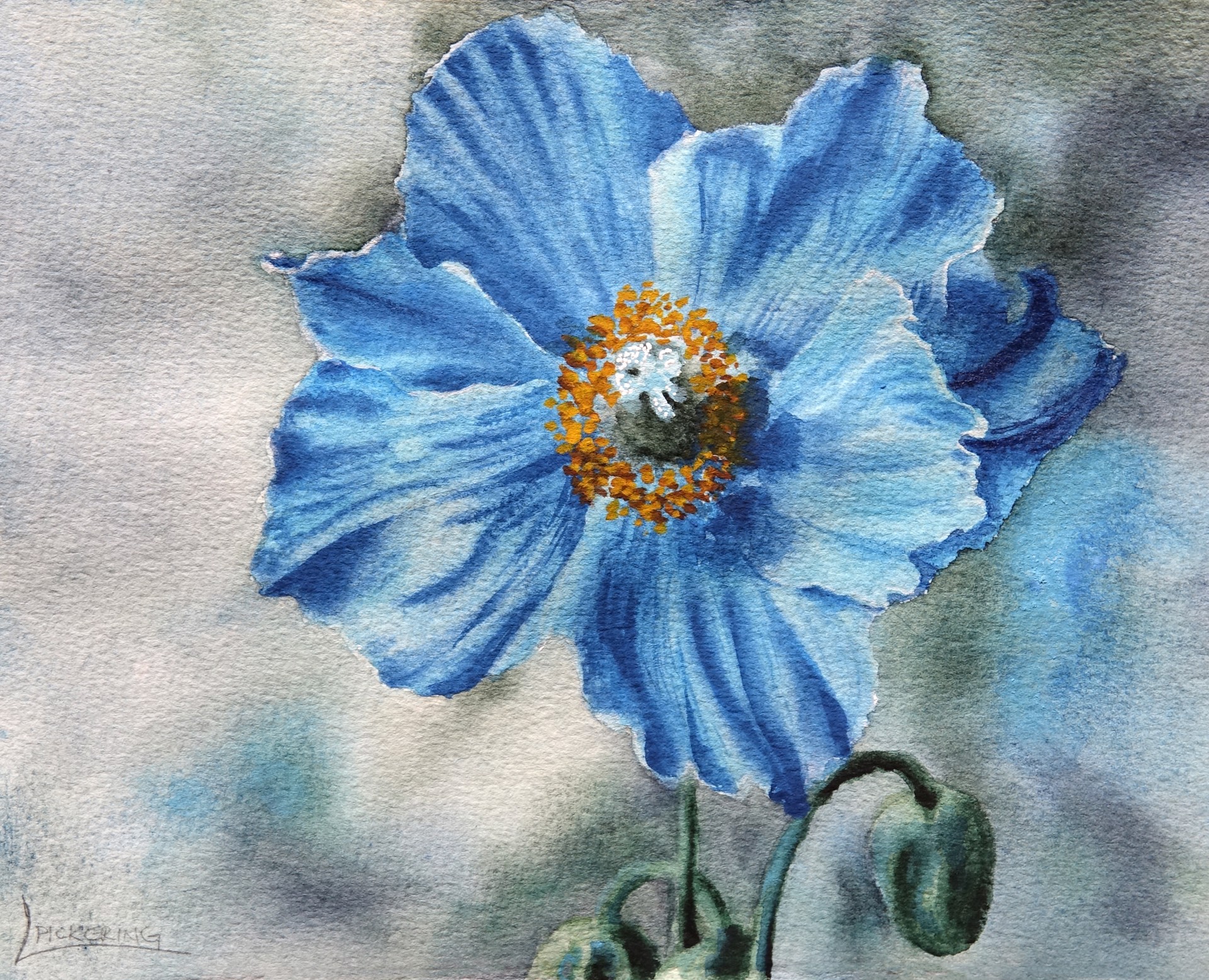 Himalayan Blue Poppy by Laura Pickering