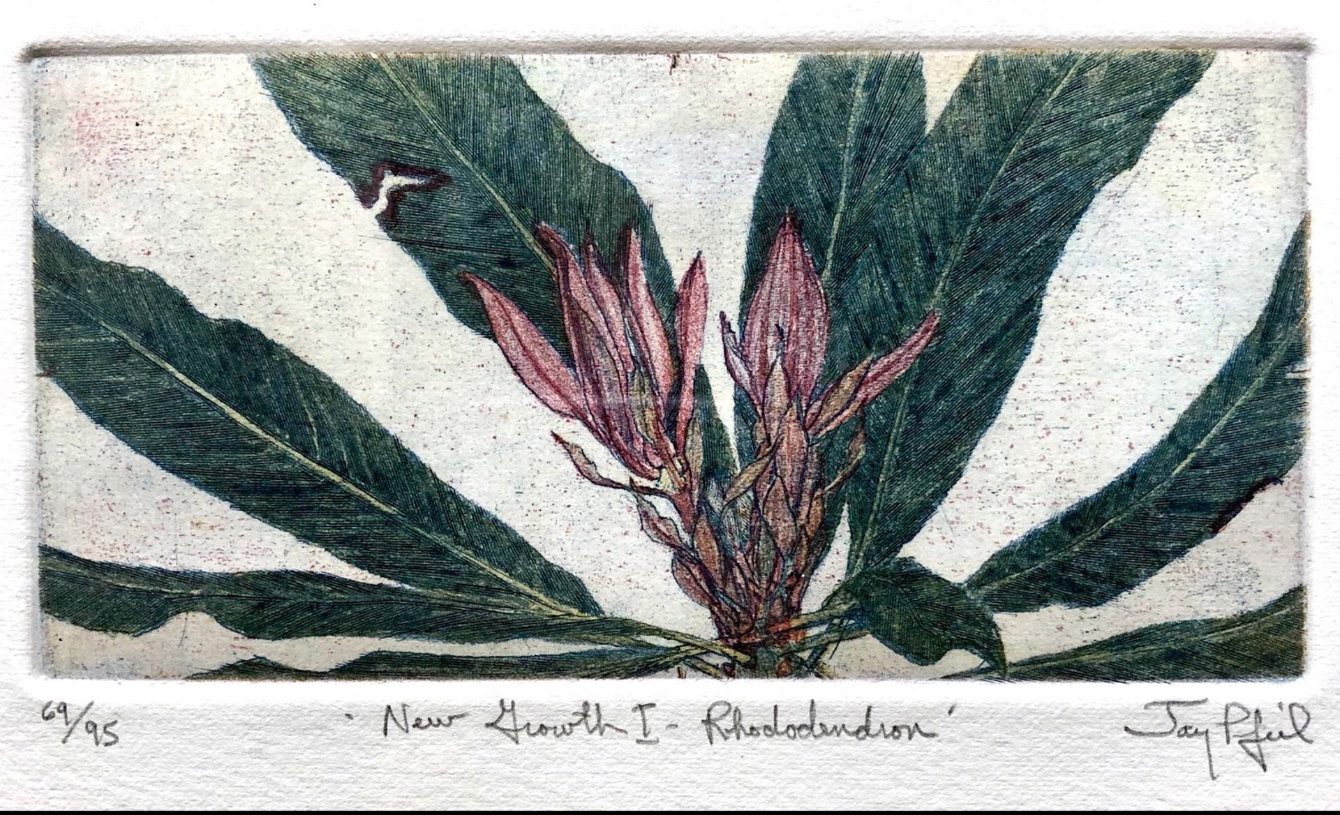 New Growth I--Rhododendron by Jay Pfeil