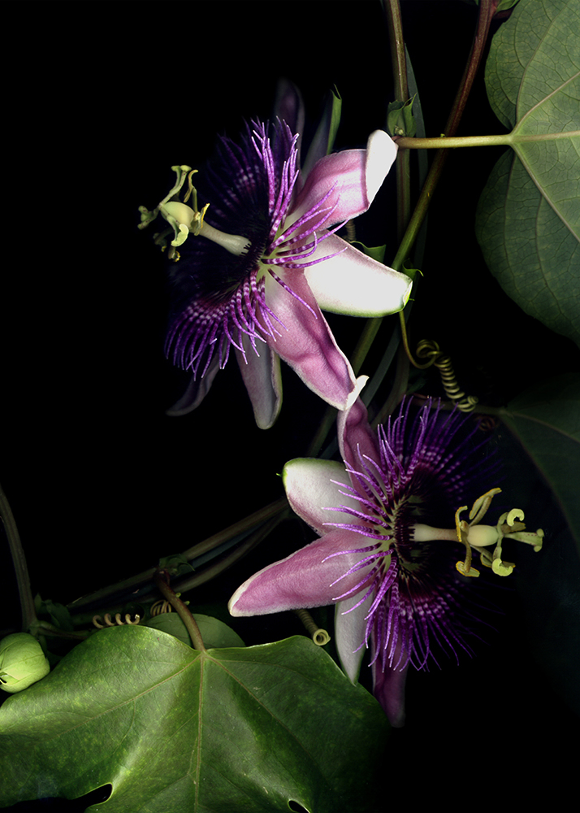 Passion Flower by Laurie Tennent