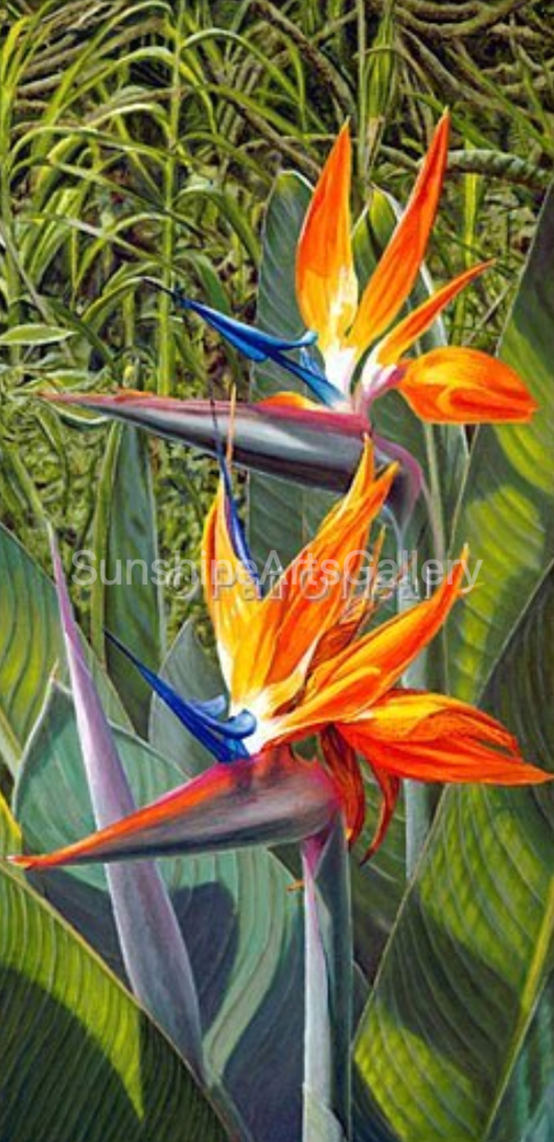 Birds of Paradise by Pati O'Neal