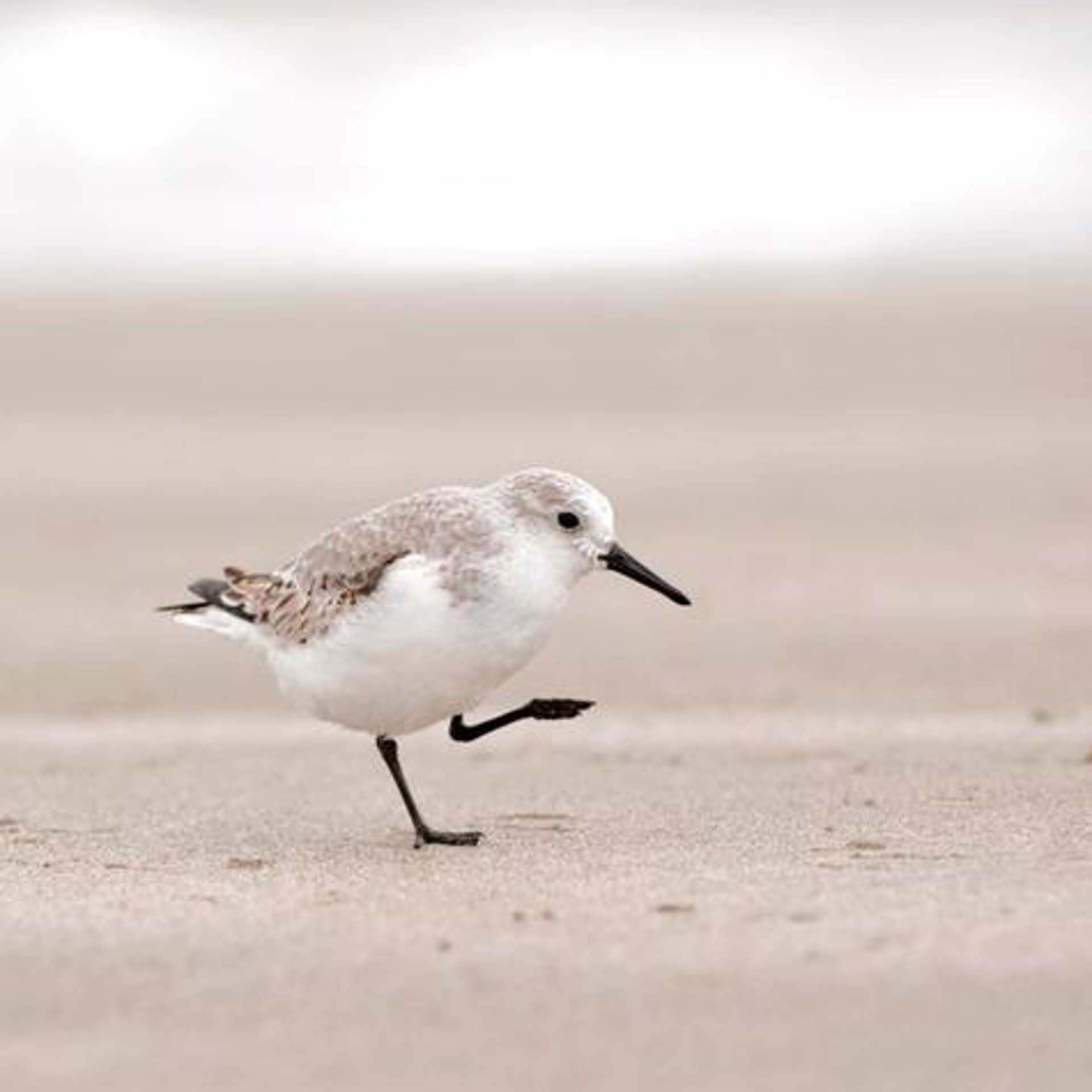 Sandpiper III by Penny Hoey
