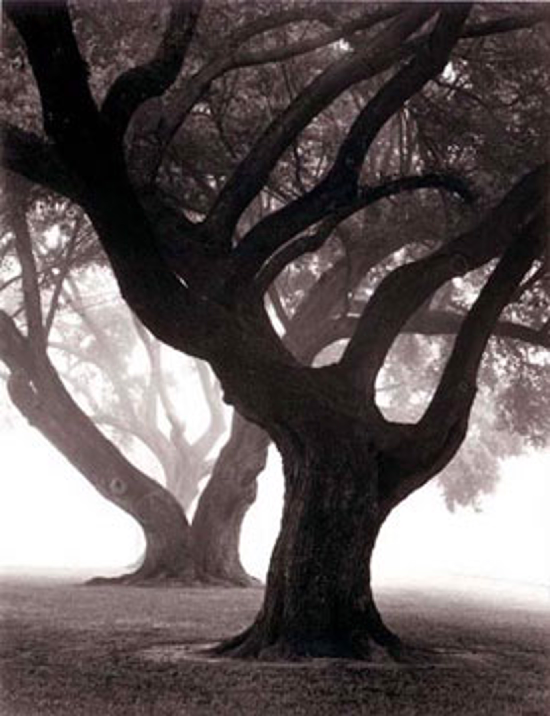 Three Oaks in Fog by William Guion