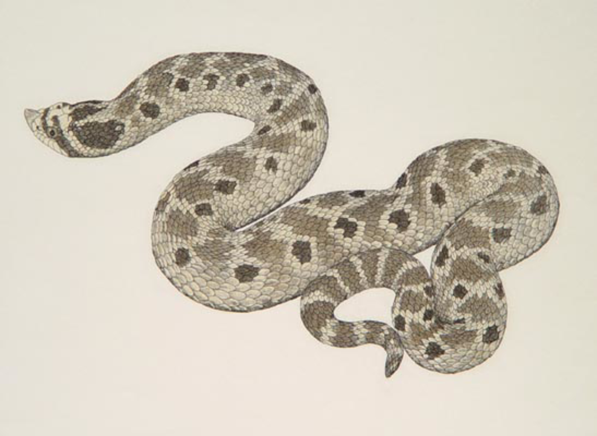 Mexican Hognose Snake by William Montgomery Prints