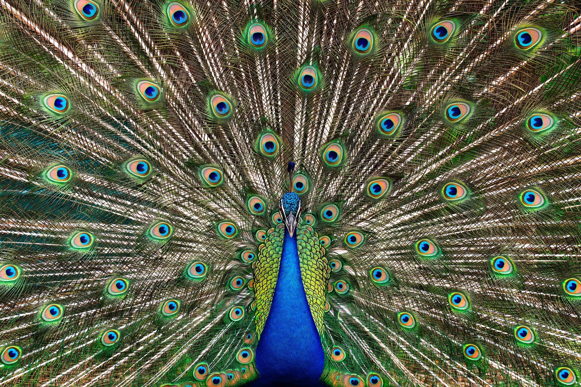 Strutting Peacock No. 1 by Randal Ford