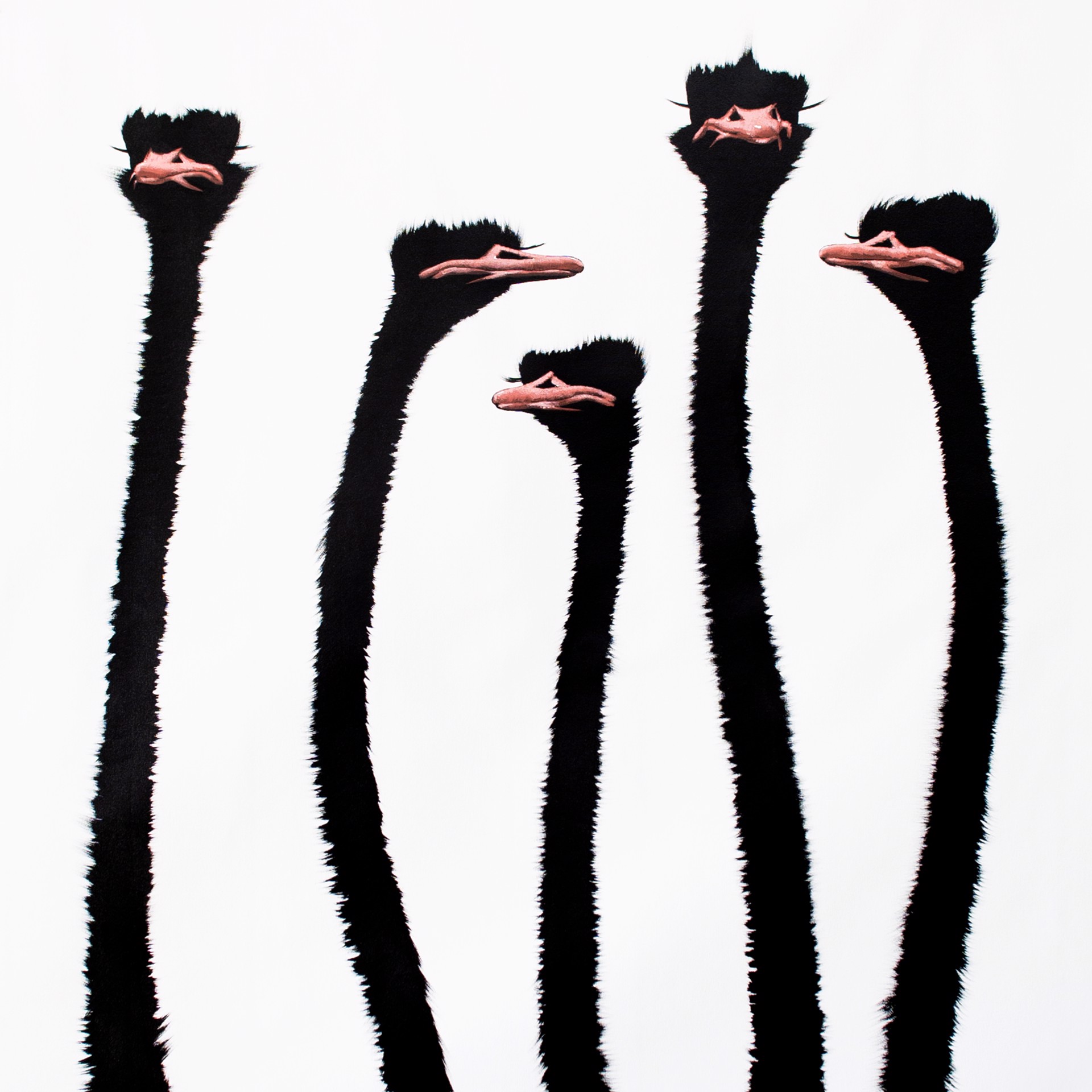 Five Pink Ostrich on White by Josh Brown
