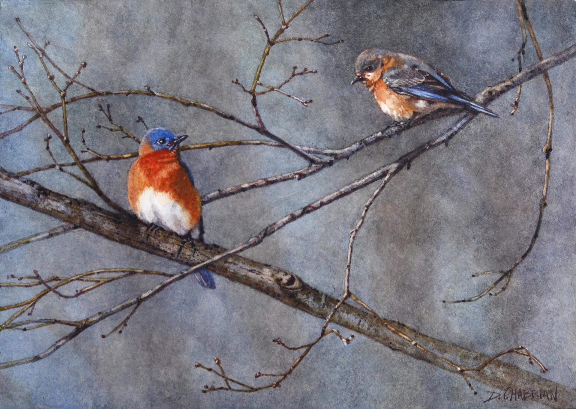 Bluebirds by Deborah Chabrian