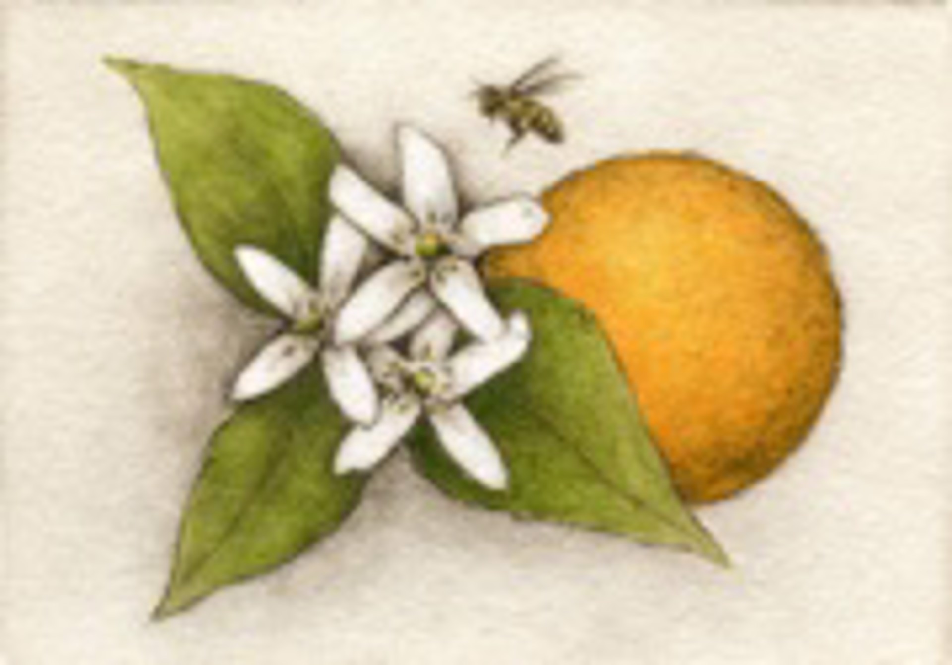 Orange Blossom_unframed, #21/100 by Melanie Fain