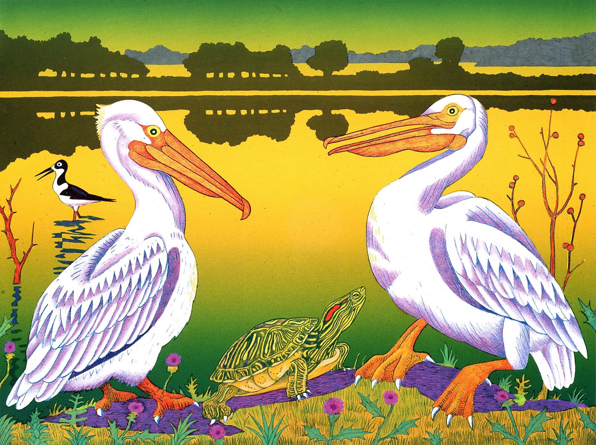 White Pelicans, Mitchell Lake by Billy Hassell