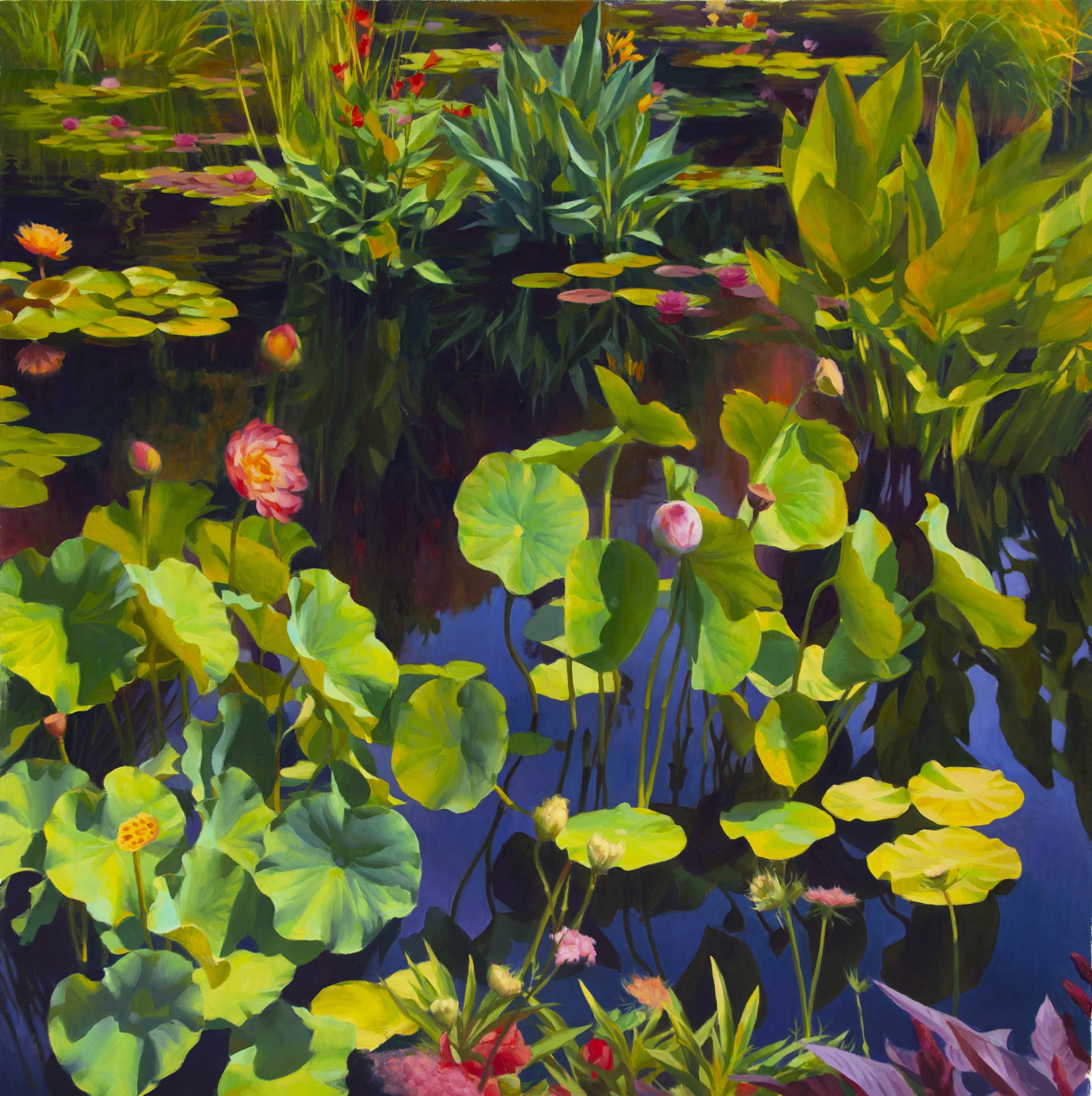 July Lotus by Adrienne Stein