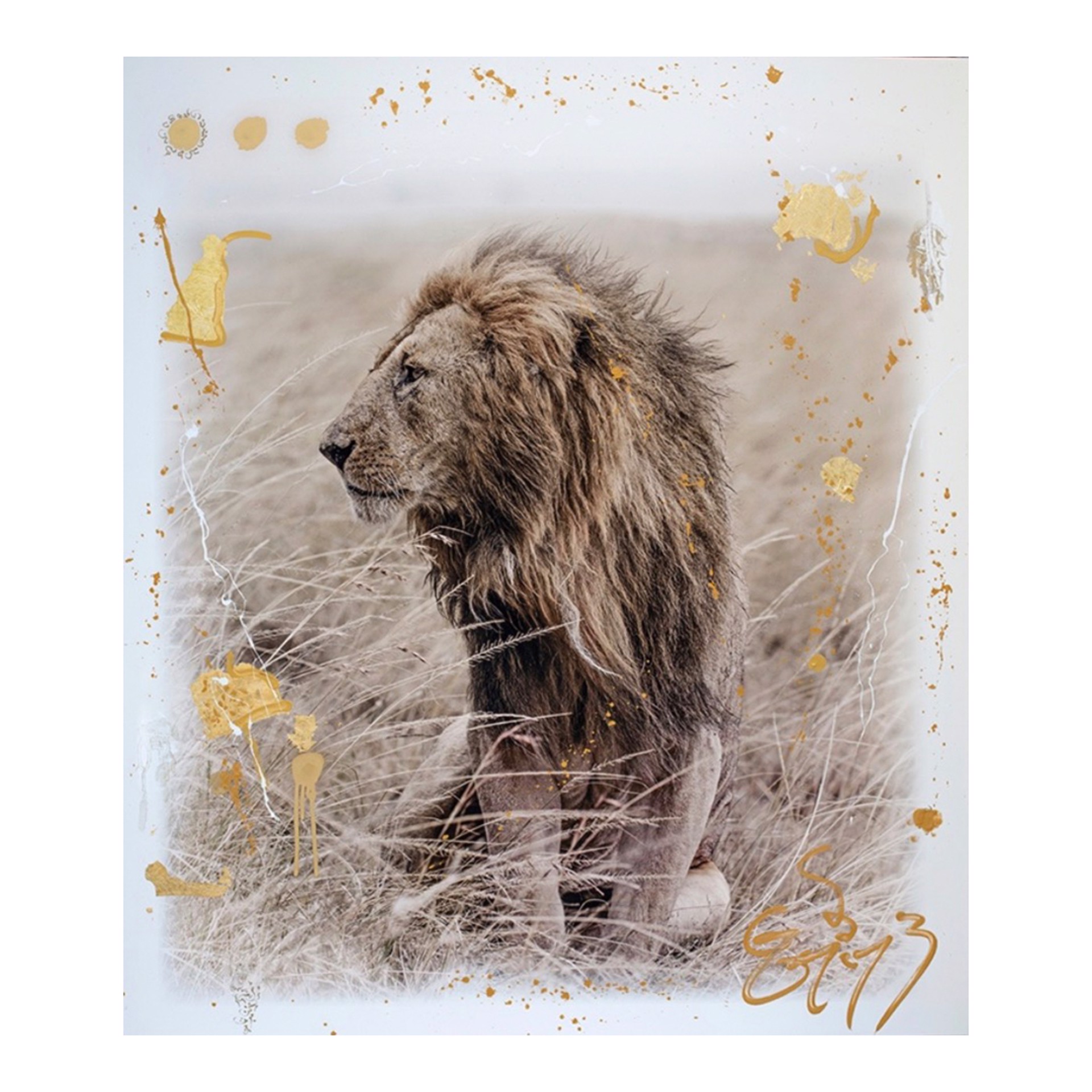 Lions, Simba Gold by Arno Elias