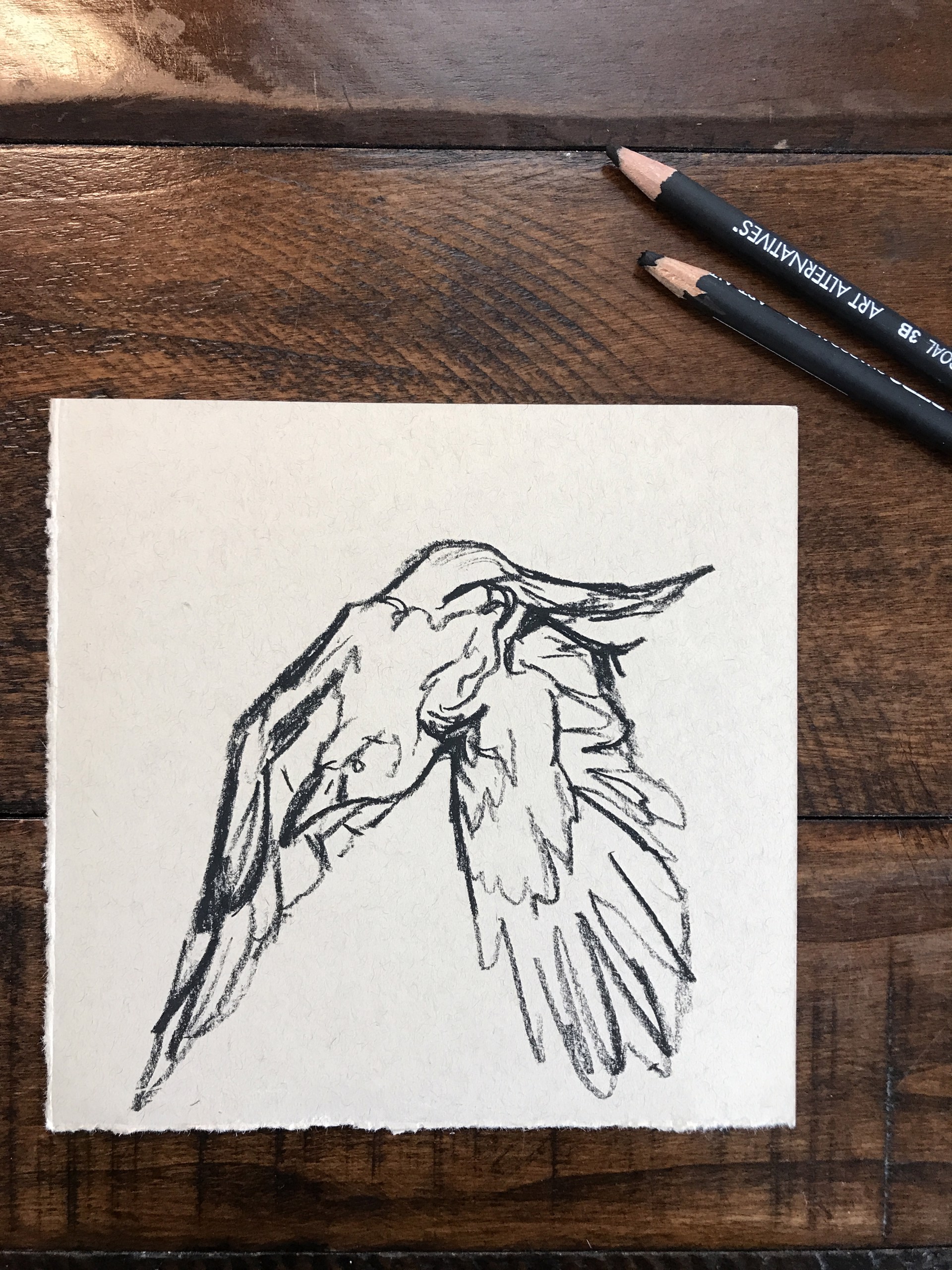 Raven Sketch II by Noelle Holler