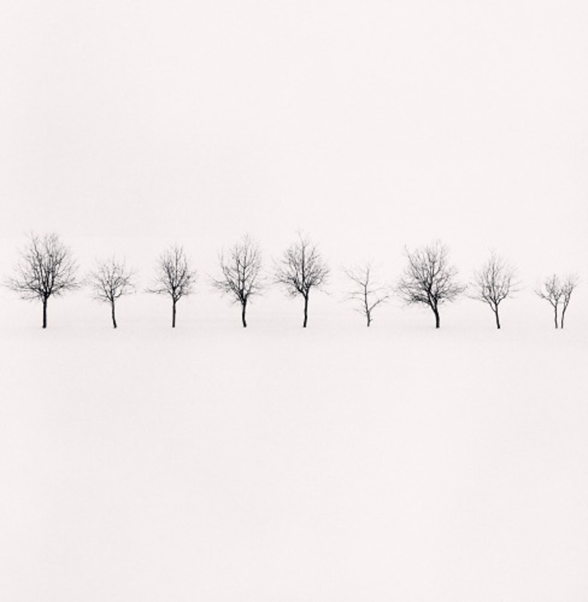 Nine Trees, Higashikawa, Hokkaido, Japan (edition of 45) by Michael Kenna