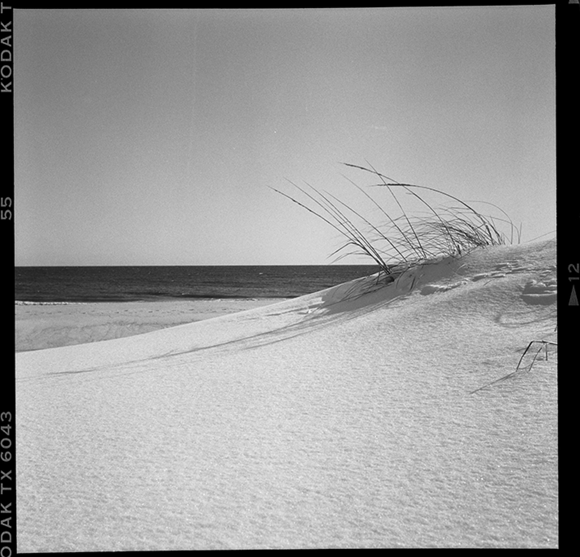 Seascape Landscape Grasses SH107 F12 BW by Timothy White