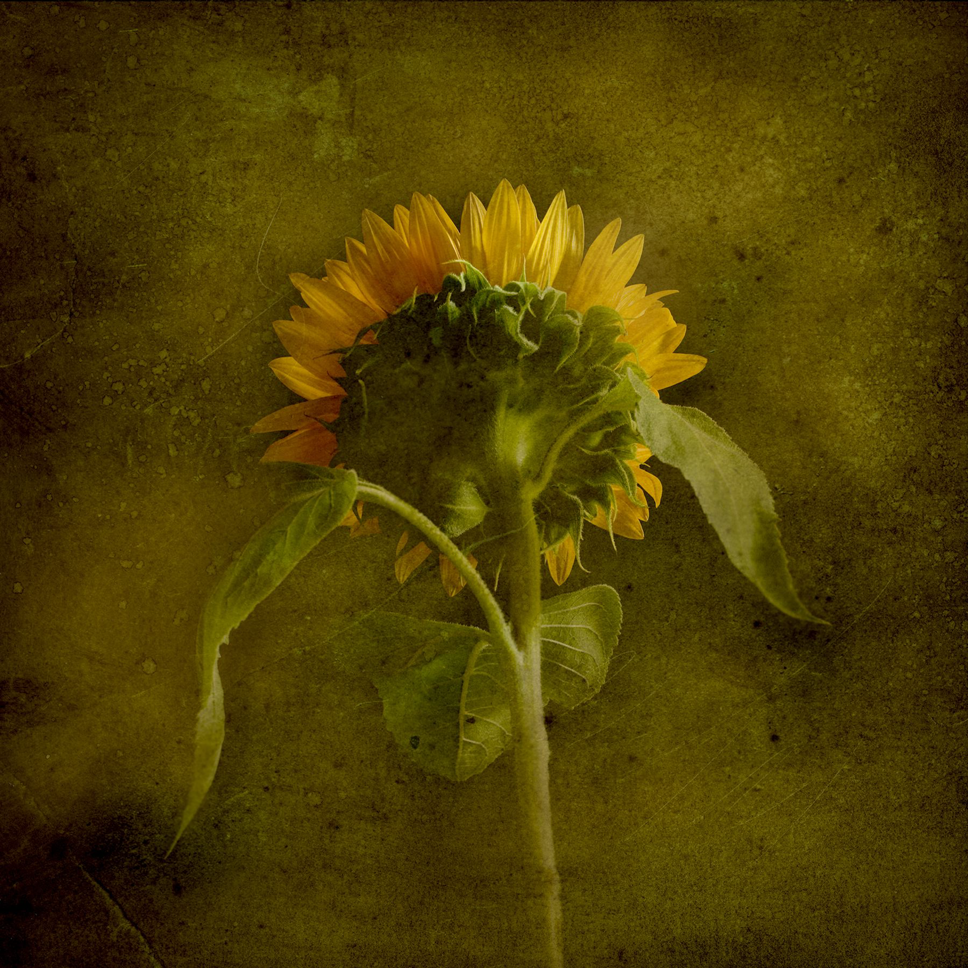 Sunflower   1/20 by Jack Spencer