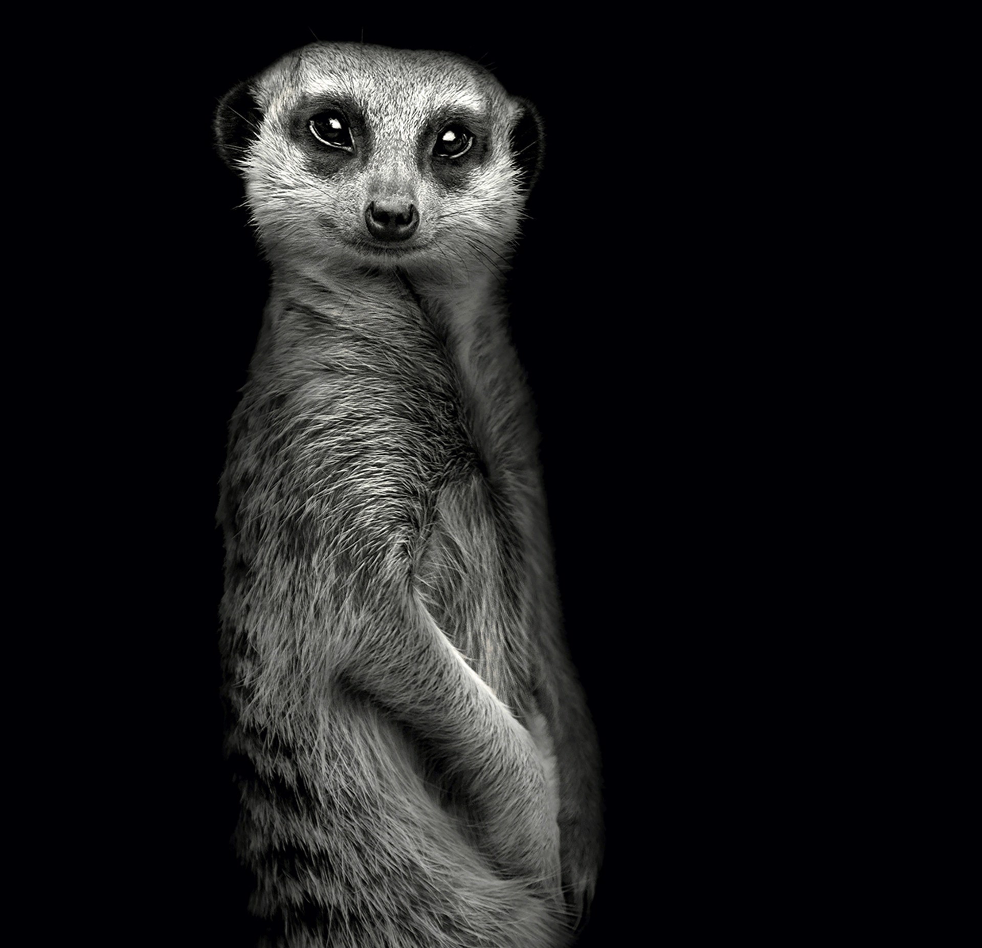 Portrait of Meerkat  by Lauren Chambers