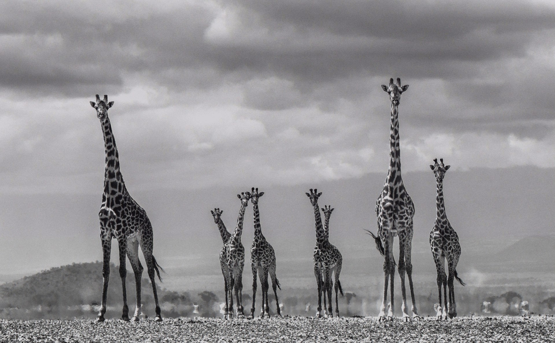 Giraffe City by David Yarrow