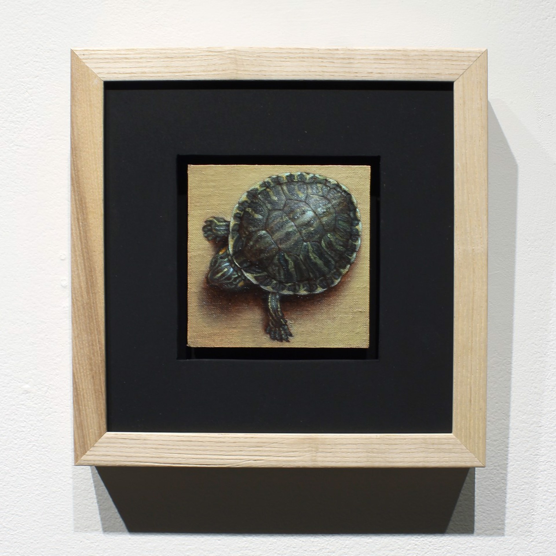 Turtle by Zane York