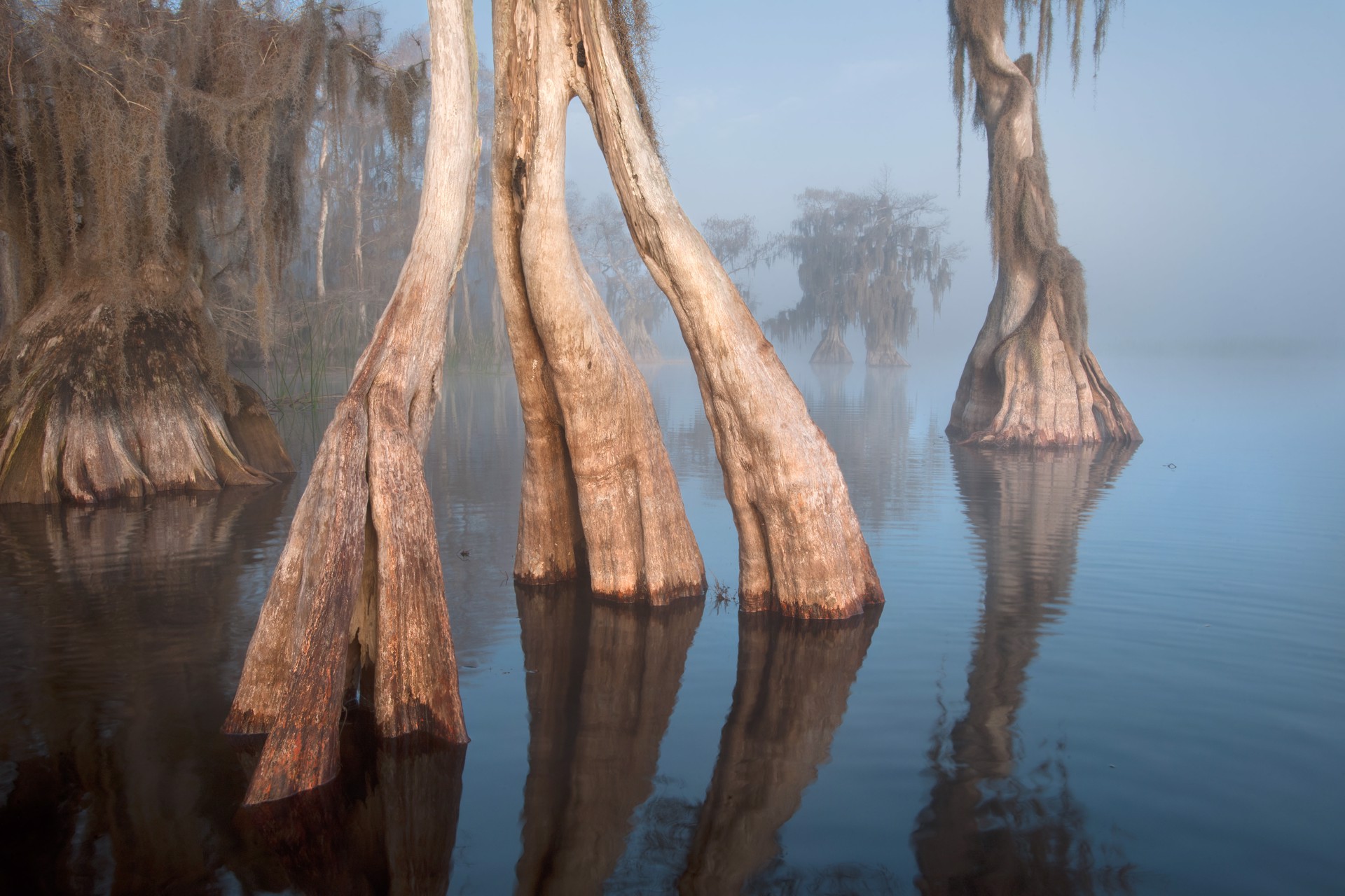 Lake Russell Cypress by Carlton Ward Jr