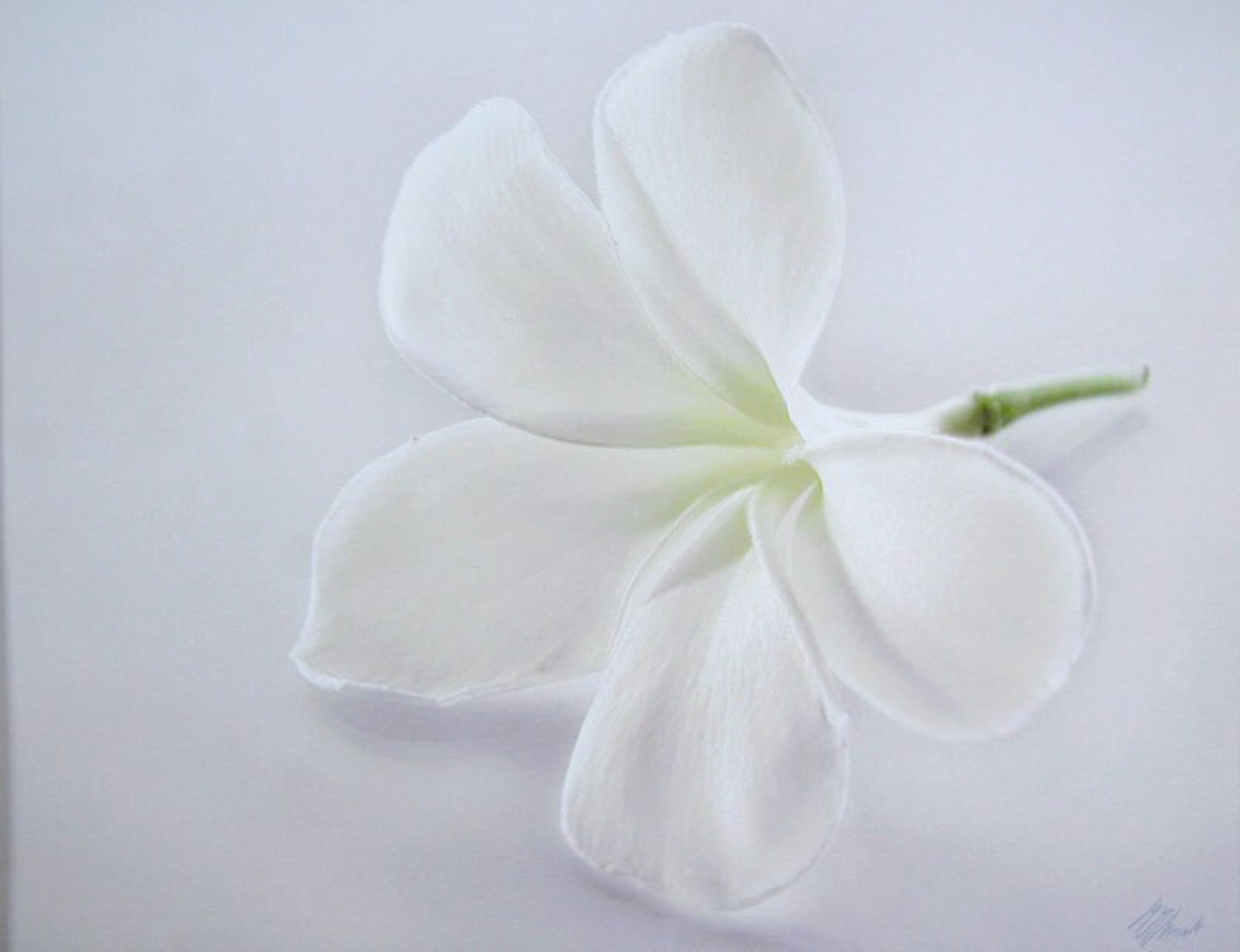 Plumeria III  by Monica and Michael Sweet