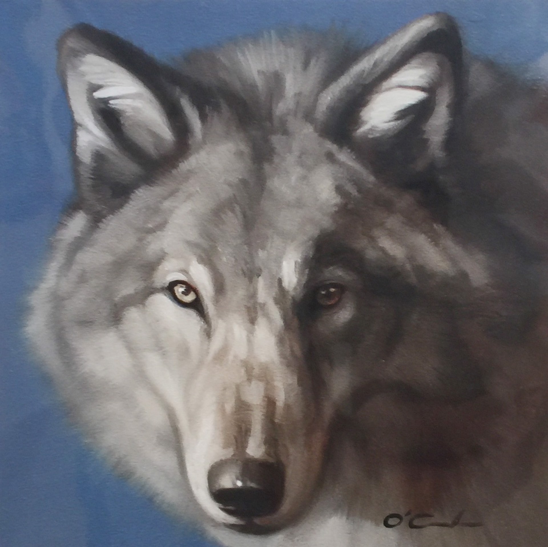 Wolf on Cool Blue by Jennifer O'Cualain