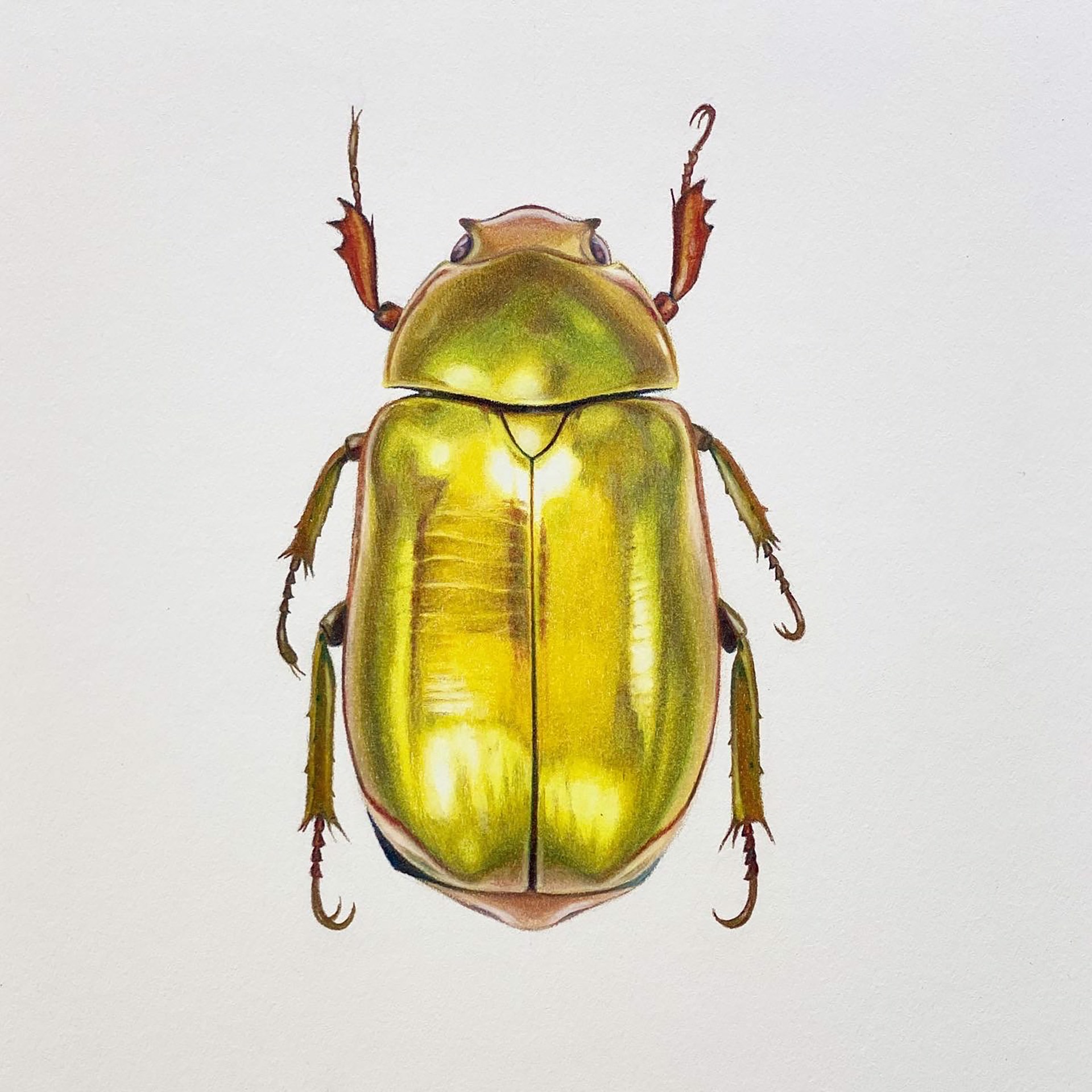 Coleoptera Chroma #27 by Hannah Hanlon