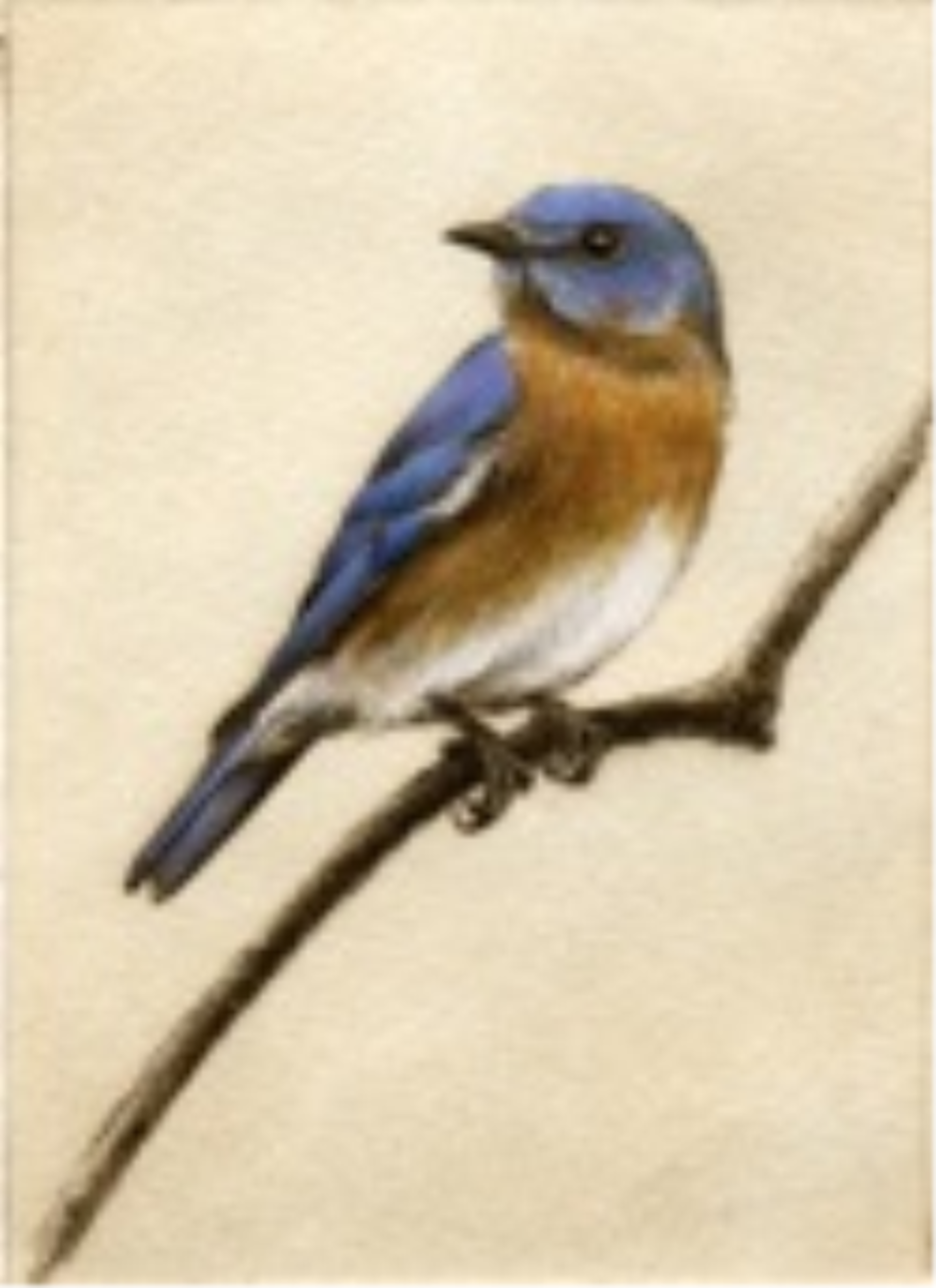 Bluebird, unframed #93/100 by Melanie Fain