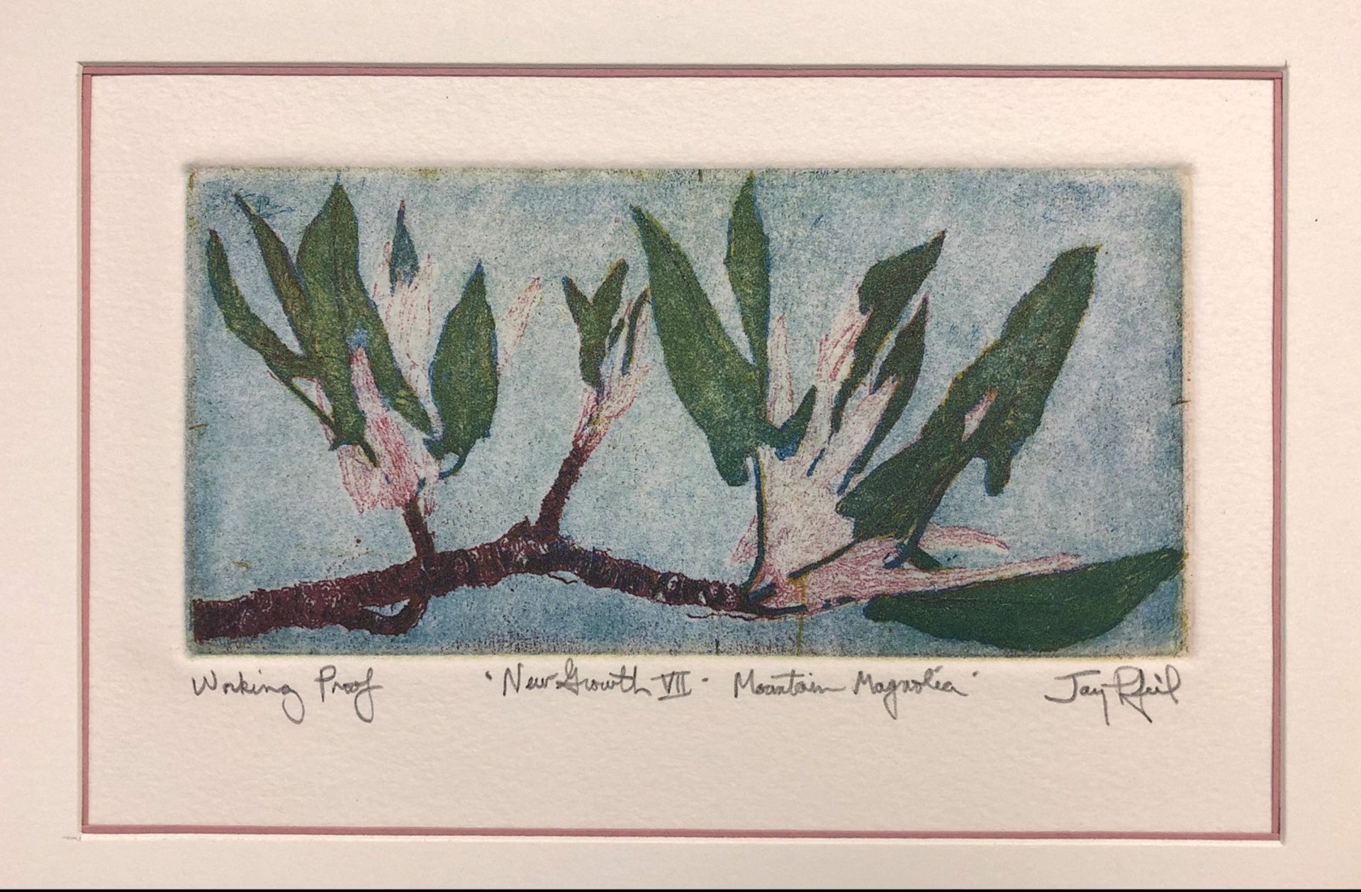 Mountain Magnolia (Unframed) by Jay Pfeil