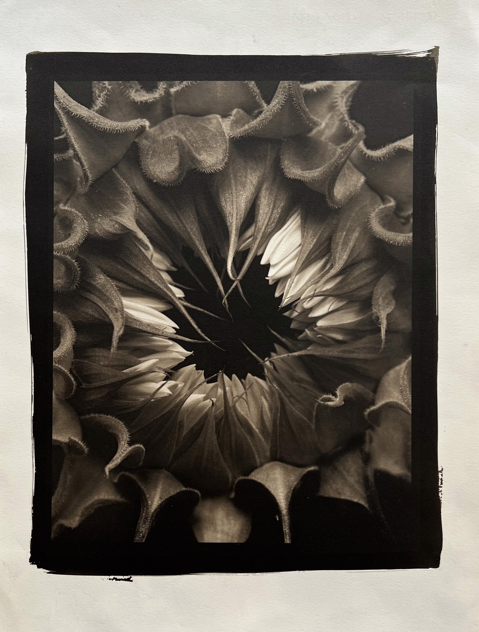 Sunflower #90 (1/34) by Frank Hunter