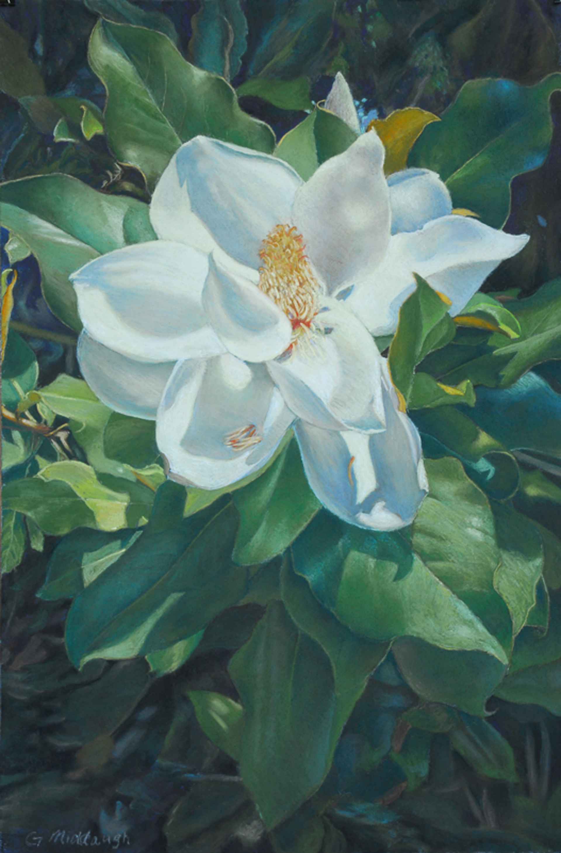 Magnolia Bloom by Garrett Middaugh
