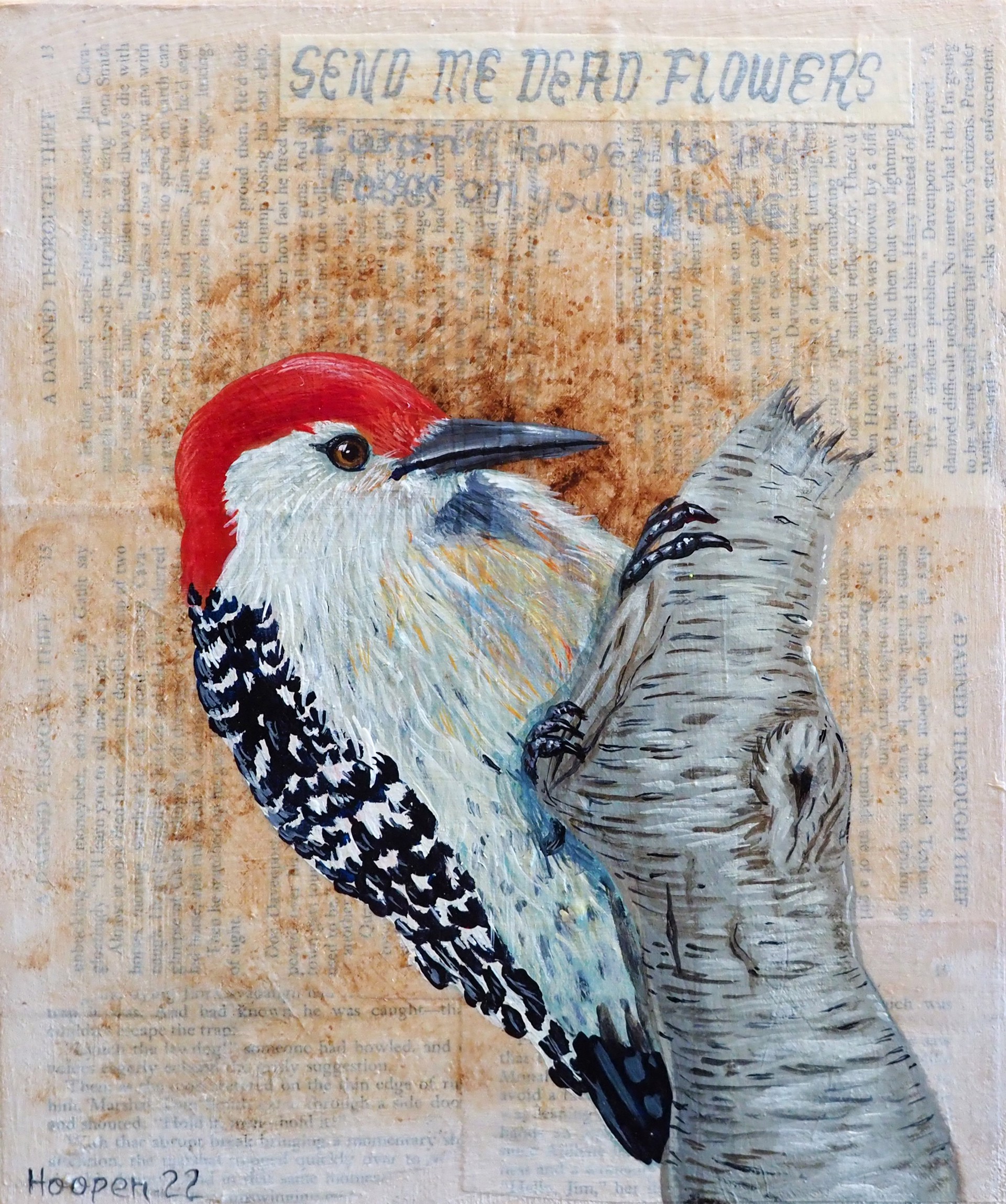 Red Bellied Woodpecker by Tim Hooper