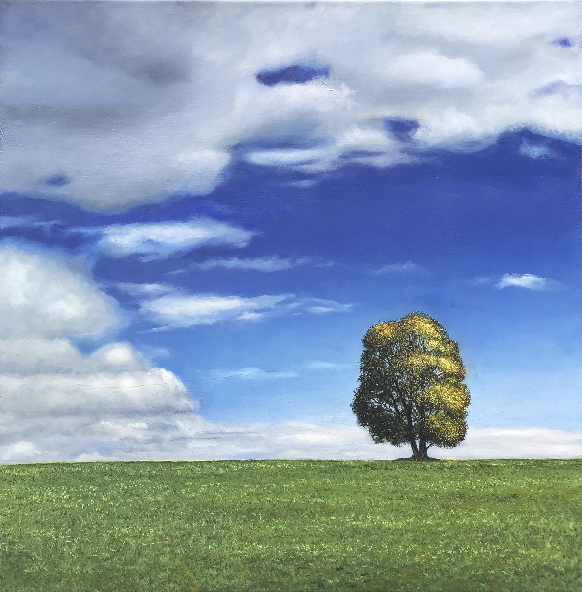 Home Tree Blue Sky by Amanda McShanage