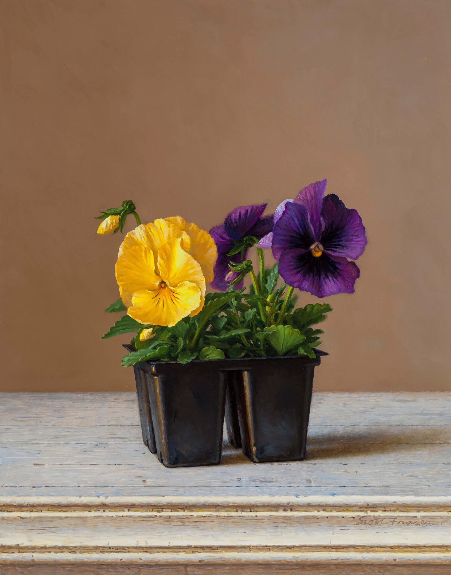 Pack of Pansies by Scott Fraser