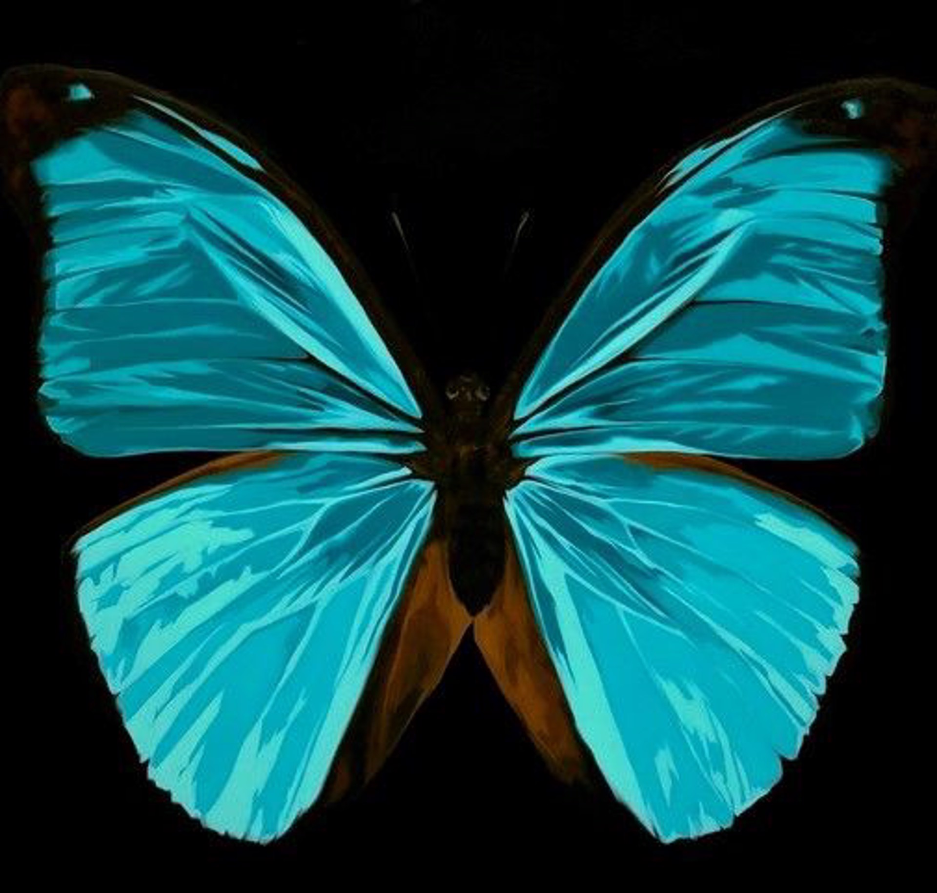Blue Morpho Butterfly by HEATHER MILLAR