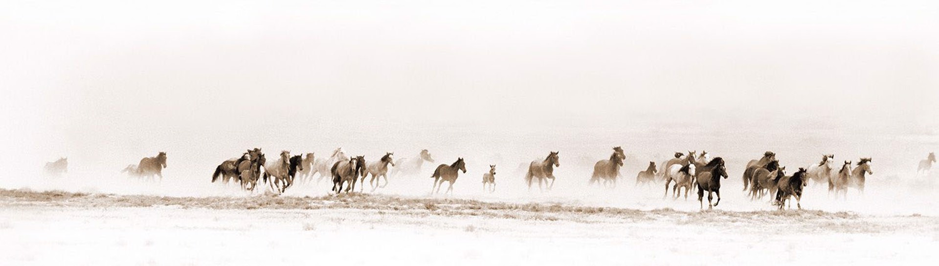 A Monochromatic Photograph Of A Herd Of Mustangs Running Across The Plains By Kimerlee Curyl At Gallery Wild