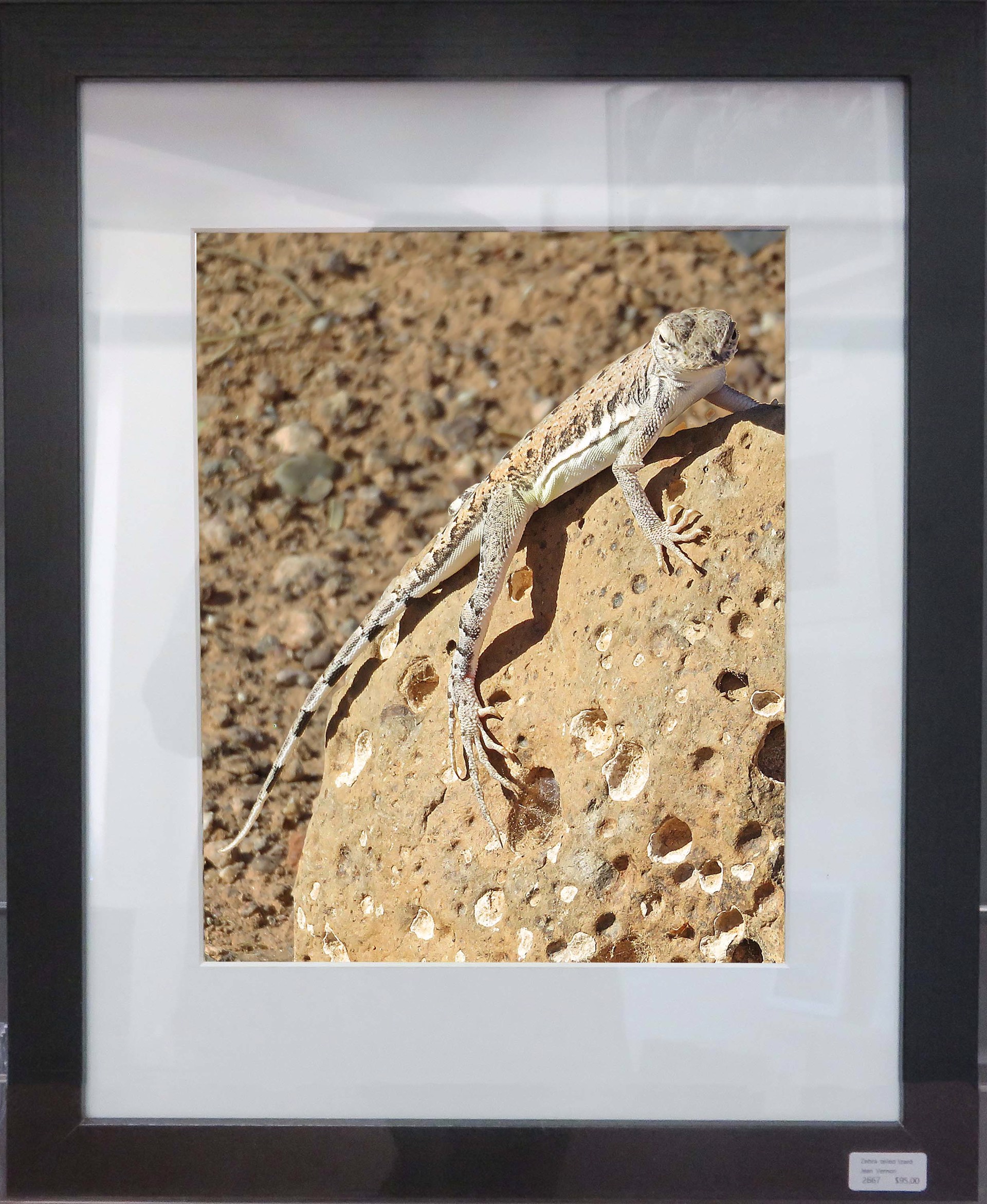 Zebra-tailed lizard by Jean Vernon
